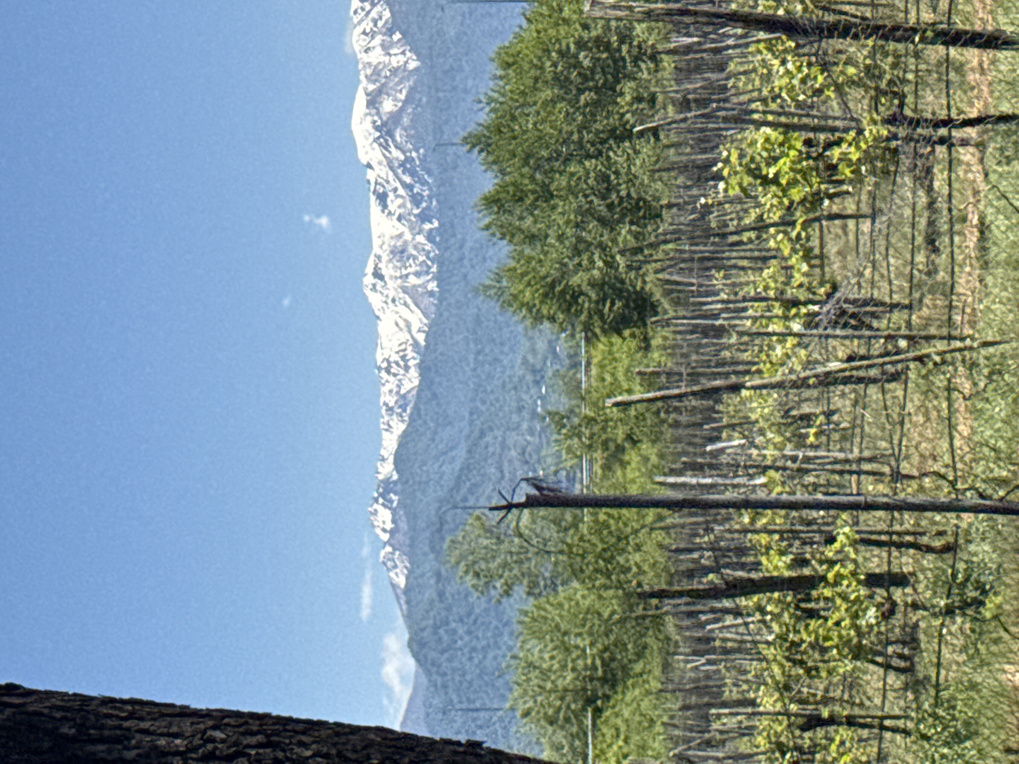 The image depicts a mountain range with snow-capped peaks in the background, likely located near Nakaidzeebi, Georgia. In the foreground, there is a forest of thin trees with some green foliage interspersed, along with remnants of vegetation on the ground. The sky is clear and blue.