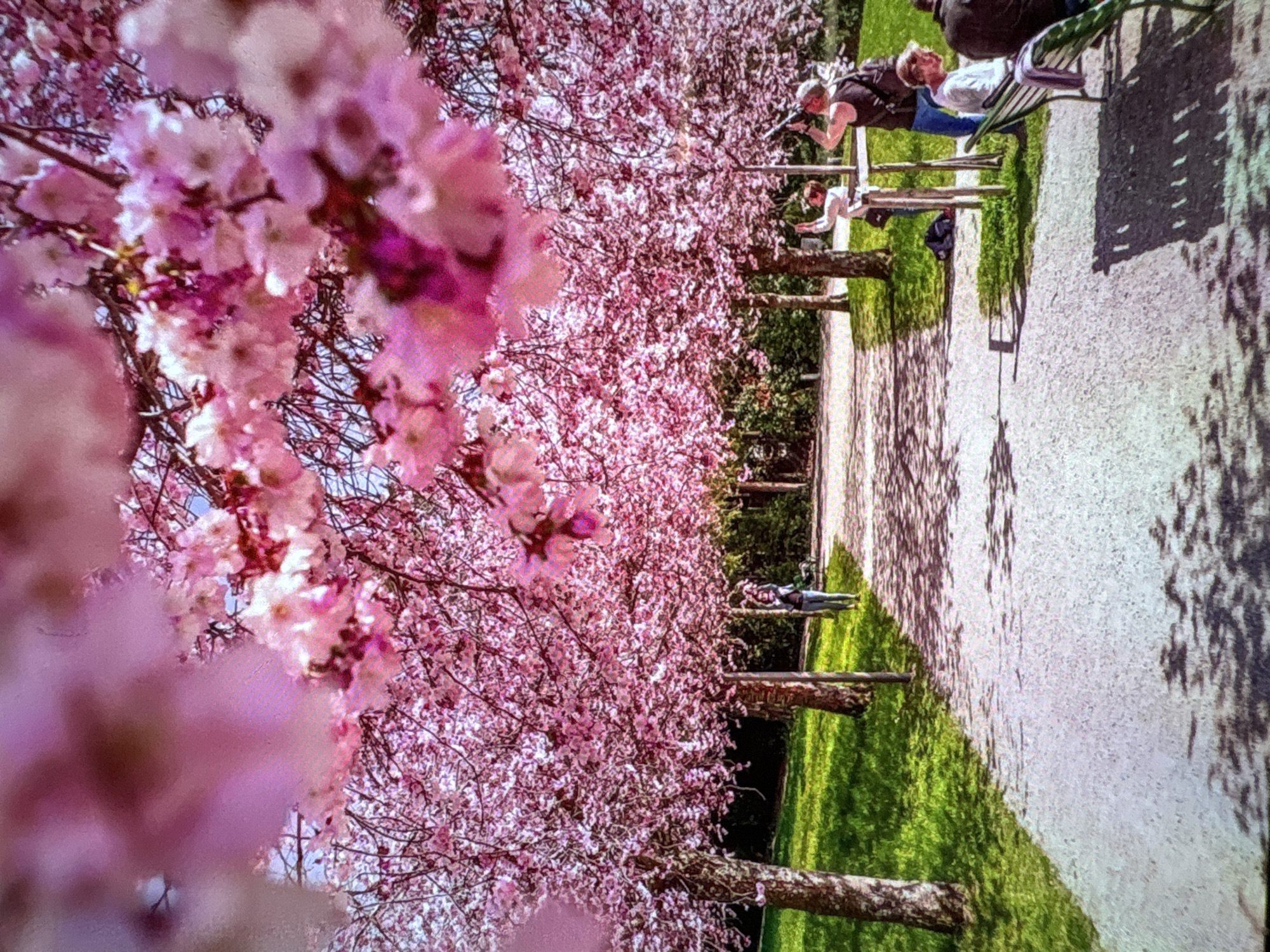 The image captures a scene in Burgas, Bulgaria, likely in a park during springtime, possibly near the Sea Garden (Morski Gradina). A pathway runs through the park, lined with grass. The focal point of the image is a row of cherry blossom trees in full bloom, with their pink flowers dominating the frame. Some people are on benches along the path; they are sitting and photographing the blossoms, one is laying down on the bench. There are other trees behind the blossoms with green leaves. The pathway is paved with light-colored gravel. The light creates tree shadows on the pathway.