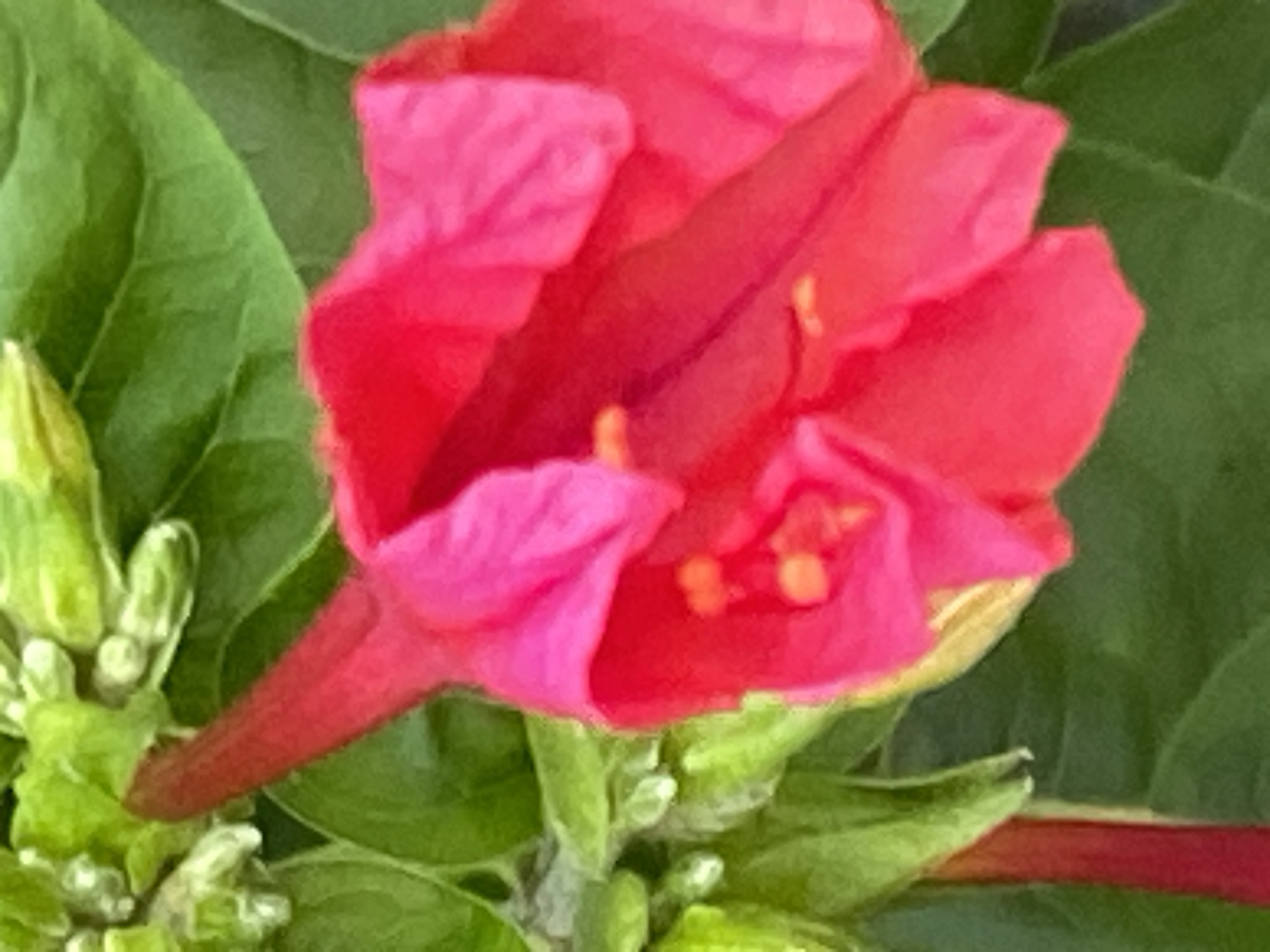 The image shows a close-up, slightly out-of-focus view of a bright pink flower with green leaves. The flower has trumpet-shaped petals with visible stamens inside. The surrounding leaves are a deep green. There are also some unopened buds visible, also green. The lighting is soft and natural. The image does not contain any discernible details that would allow for its location to be identified as being in Novokuznetsk, Russia, or any other specific geographic location.