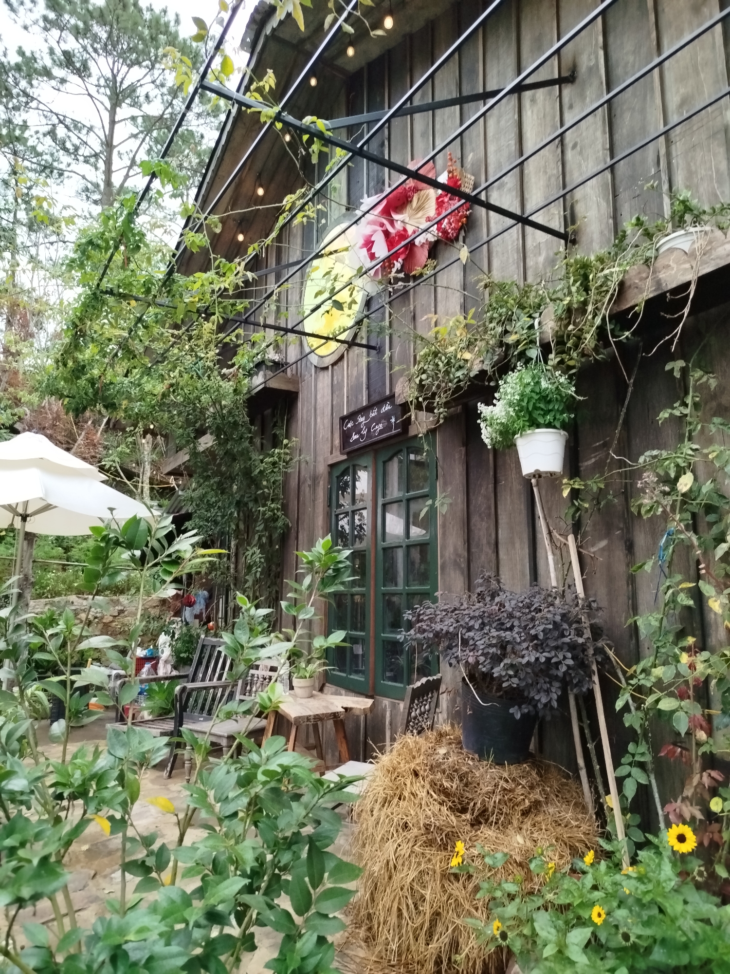 The image shows an exterior view of a rustic cafe in Xuan Truong, Da Lat, Vietnam. The building has a weathered wooden facade with dark green-framed windows. Lush greenery surrounds the cafe, with climbing vines and various plants decorating the building and the foreground. An outdoor seating area is visible with chairs, a table, and a white umbrella. A stack of hay sits near the base of the building, accompanied by sunflowers. A black metal trellis covers part of the structure. Decorations such as a wreath and hanging potted plants adorn the walls. A sign with text in Vietnamese is placed above the window.