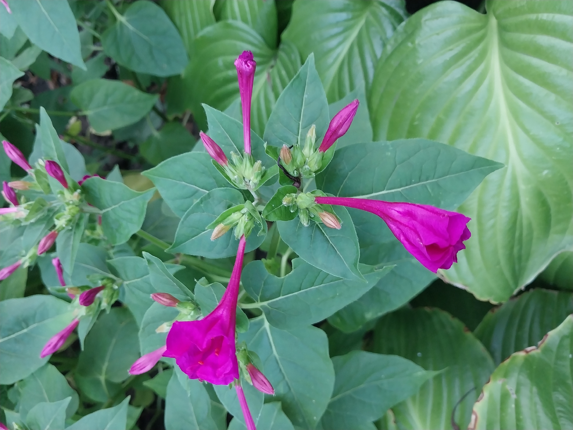 The image is a close-up, overhead shot of four o'clock flowers and their buds amidst lush green foliage. The flowers are a vibrant magenta pink, with long, slender trumpet-like petals. Some of the flowers are fully bloomed, revealing their stamens, while others are in various stages of bud formation, appearing as pointed, elongated shapes. The leaves are a deep green, some with a slightly glossy sheen, and vary in size and shape, with some appearing broad and ribbed. The background is a blur of more green foliage, suggesting a garden or natural setting. There are no people or animals visible. The scene is captured in natural daylight.
While the image shows a natural setting, it does not contain any elements that would allow for the determination of its specific location within the city of Dnipro, Ukraine. The botanical elements are common and not indicative of a particular geographical area within a city.