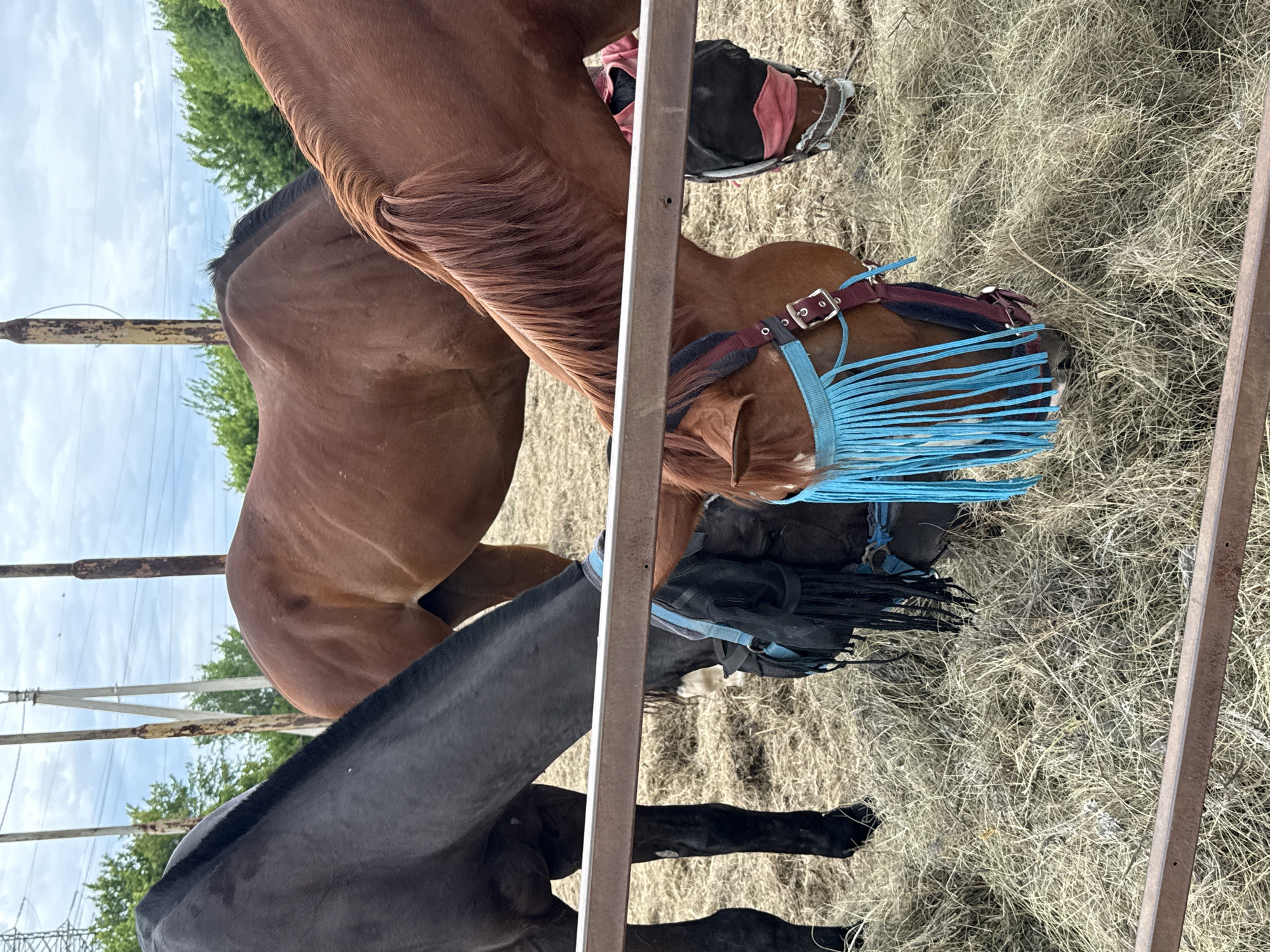 A group of three horses are gathered around a pile of hay, with their heads down eating. The horse on the left is black and has a blue and black halter. The horse in the middle is brown and has a blue fringe fly mask. The horse on the right is also brown and has a pink and black fly mask. The horses are in an outdoor pen with a metal fence in the foreground. In the background, there are trees and utility poles. The sky is cloudy.