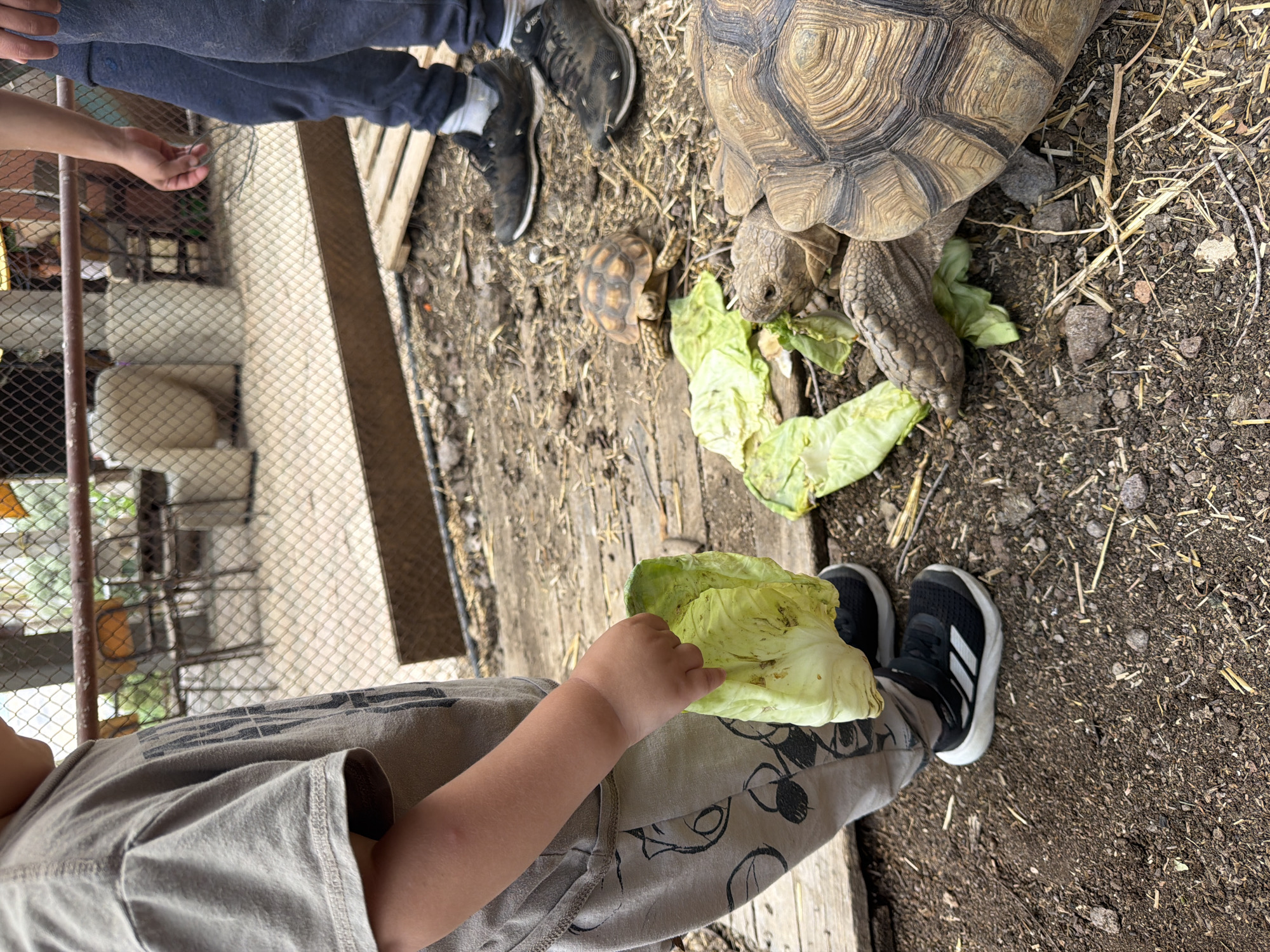 The image shows two tortoises, one significantly larger than the other, with a child feeding them lettuce. The scene is outdoors, in the Gilboa Regional Council, Israel, characterized by dirt and straw ground cover. A child's arm and hand are visible, holding lettuce. Another person's feet and part of their legs are visible, near a fence. The tortoises are eating the lettuce.