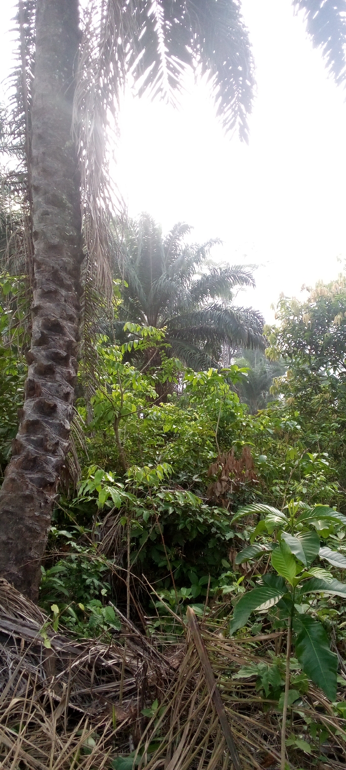 The image displays a dense, verdant natural landscape, likely an oil palm plantation or tropical forest, situated in Omagwa, Nigeria. A prominent palm tree trunk with a rough, segmented texture stands vertically on the left side of the frame. Its fronds extend upwards and into the brightly illuminated sky, which appears almost entirely white due to significant overexposure from direct sunlight.
The bright sky dominates the upper and central portions of the image, creating a strong backlighting effect that silhouettes the surrounding palm fronds and other foliage. In the mid-ground and background, additional palm trees are visible, characterized by their large, feather-like fronds. These trees are interspersed with a rich variety of green bushes and smaller plants, forming a thick, lush undergrowth that covers much of the scene.
The lower foreground is strewn with dried, fallen palm fronds and other organic debris, adding texture to the ground layer. The scene is static, with no human activity or animals visible. The intense brightness suggests a clear, sunny daytime. The overall impression is one of dense, untamed tropical vegetation. There is no visible text within the image.