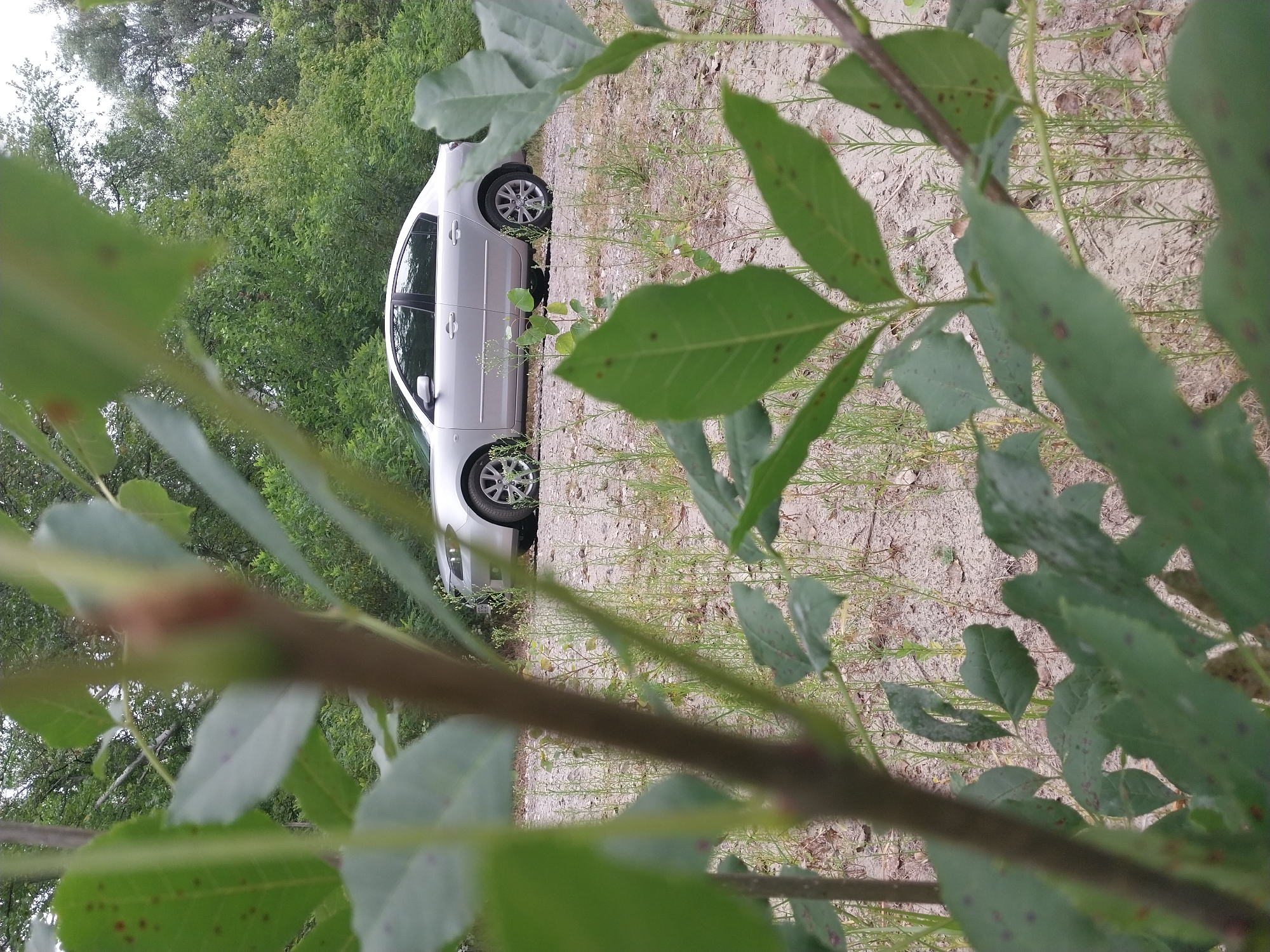 A silver four-door sedan is parked on a dirt road in a wooded area. The car is positioned at an angle, with its front right wheel visible. The surrounding environment consists of trees, green foliage, and dry grasses on the ground. The scene appears to be in an outdoor, natural setting, likely on the outskirts of a city. The image is taken from a low angle, with the foreground obscured by out-of-focus green leaves and branches, suggesting the photographer was behind some vegetation. The sky is overcast.