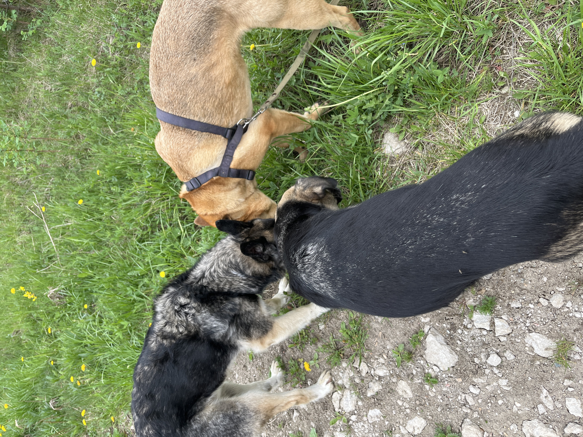 Three dogs are interacting in a grassy area with some exposed dirt and rocks. One dog is tan and wearing a black harness. It appears to be sniffing the head of another dog, which has a black and gray coat. A third dog, primarily black, is positioned near the other two. The location is likely near Nizhny Tagil, Russia.