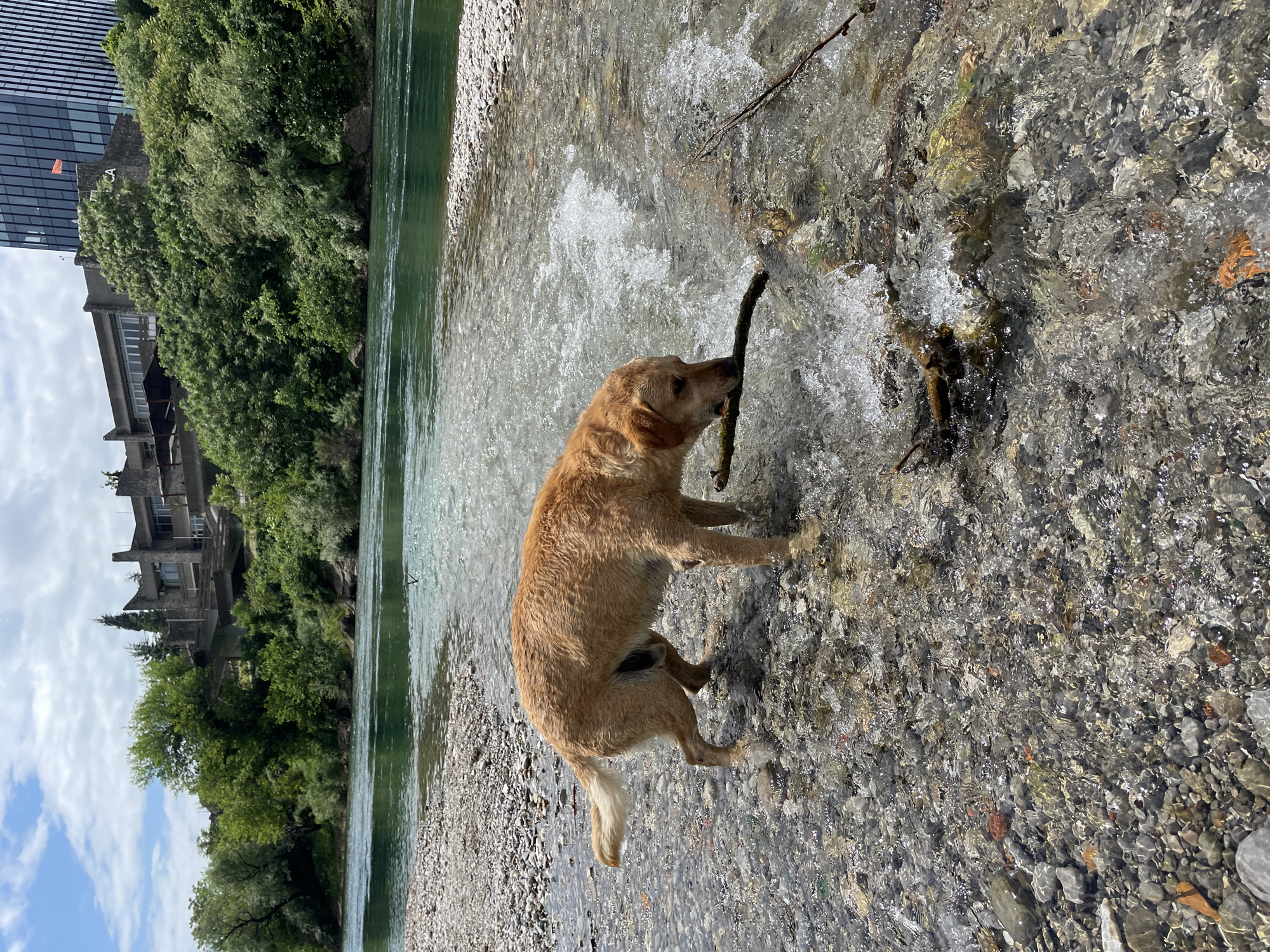 A tan Labrador Retriever stands in a shallow, flowing river, its legs submerged in water and its fur wet. The dog is holding a stick in its mouth. The riverbed is rocky and clear, with pebbles visible beneath the water's surface. On the left bank of the river is lush greenery, including trees and shrubs. Further back, buildings are visible, including a modern structure with glass panels and what appears to be an older, concrete building. The sky is partly cloudy. The scene is in Podgorica, Montenegro, near the river.