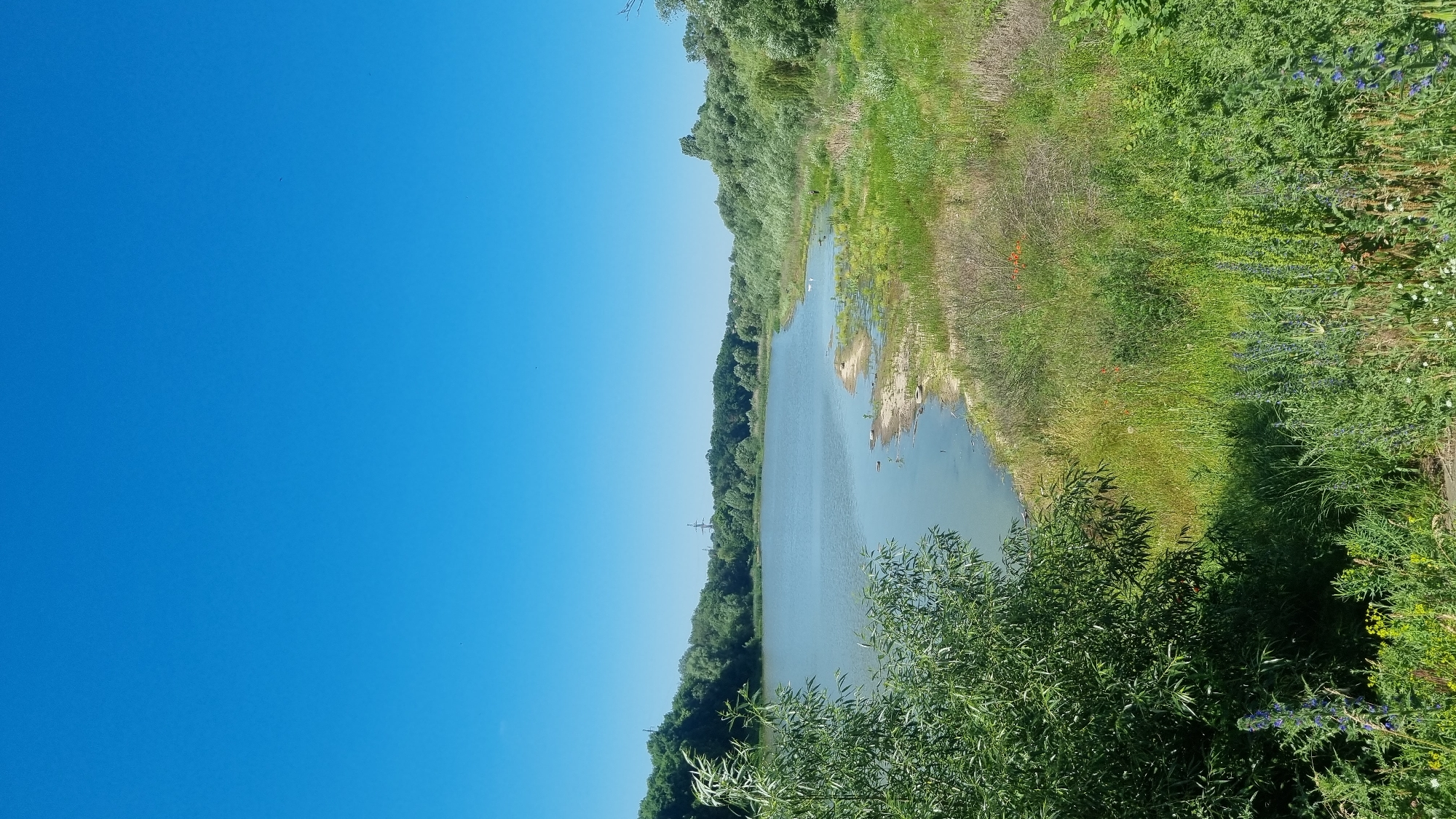 The image depicts a wide, serene lake bordered by lush green trees and vegetation under a clear blue sky. The foreground is dominated by dense green foliage, with some wildflowers visible. The lake's surface is calm, reflecting the sky. Along the shoreline, sandy patches and reeds are present, transitioning into more overgrown grassy areas. In the distance, a power transmission tower can be seen above the tree line. The scene is consistent with a natural landscape within the city of Kholodnianske, Ukraine, likely a park or a recreational area featuring a body of water. No people are visible in the image.