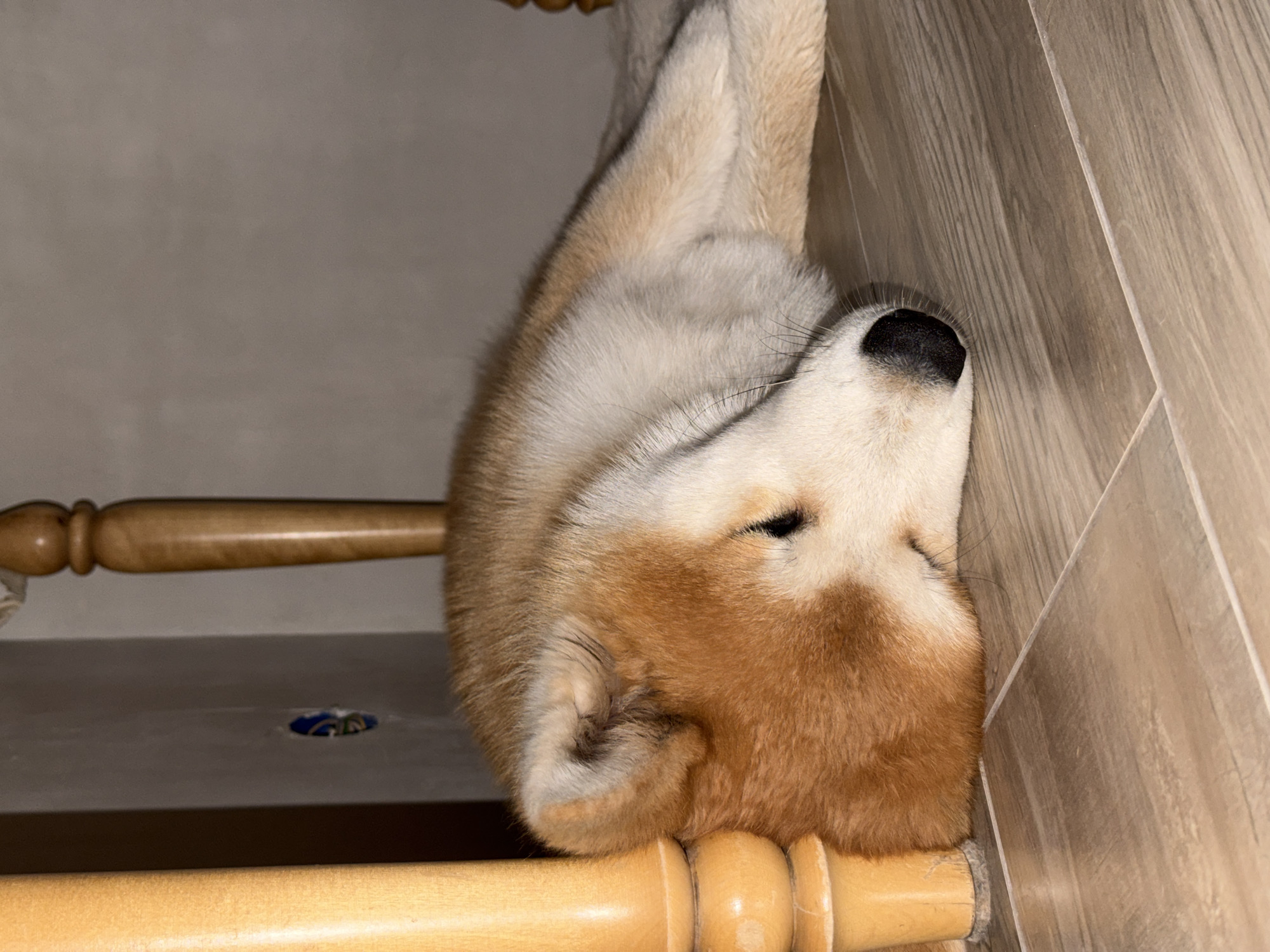 A medium shot presents an upside-down view of an Akita dog resting its head on a wooden railing in what appears to be a residential interior. The dog's fur is a mix of orange-brown and cream, with a black nose clearly visible. The railing is light brown and appears to be part of a staircase. The background consists of a light gray wall and wood-grain flooring. No other people or subjects are visible. The location is Chaikovsky, Russia.