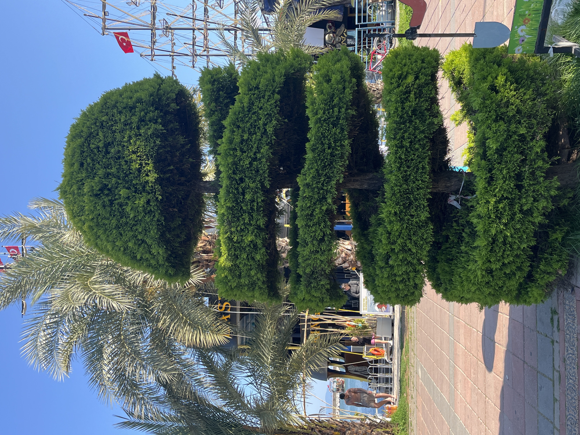 The image captures a vibrant outdoor scene, likely a promenade or boardwalk in Alanya, Turkey, on a clear, sunny day. The perspective is from the ground, looking towards a body of water, possibly the Mediterranean Sea.
In the foreground, a row of five meticulously sculpted topiary shrubs with dense green foliage forms a prominent visual element, casting distinct shadows on the paved walkway. To the left, several large palm trees with long fronds are visible, their leaves catching the sunlight against a bright blue sky.
Beyond the topiary and palm trees, the background reveals more activity. A large, multi-deck ship, possibly a pirate-themed tour boat, is docked or cruising in the water. Its intricate rigging structure is clearly visible, and a small Turkish flag proudly flies from one of its masts. Several people are scattered throughout the scene: some are walking on the paved area, others appear to be seated at outdoor establishments, and one man in shorts stands near the water's edge.
Other notable objects include a red bicycle leaning against a fence, an orange life buoy, and various signs with indistinct text in the background. The bright sunlight creates sharp shadows on the paved ground, indicating a midday or early afternoon setting. The overall atmosphere is one of leisure and activity, characteristic of a popular tourist destination.
