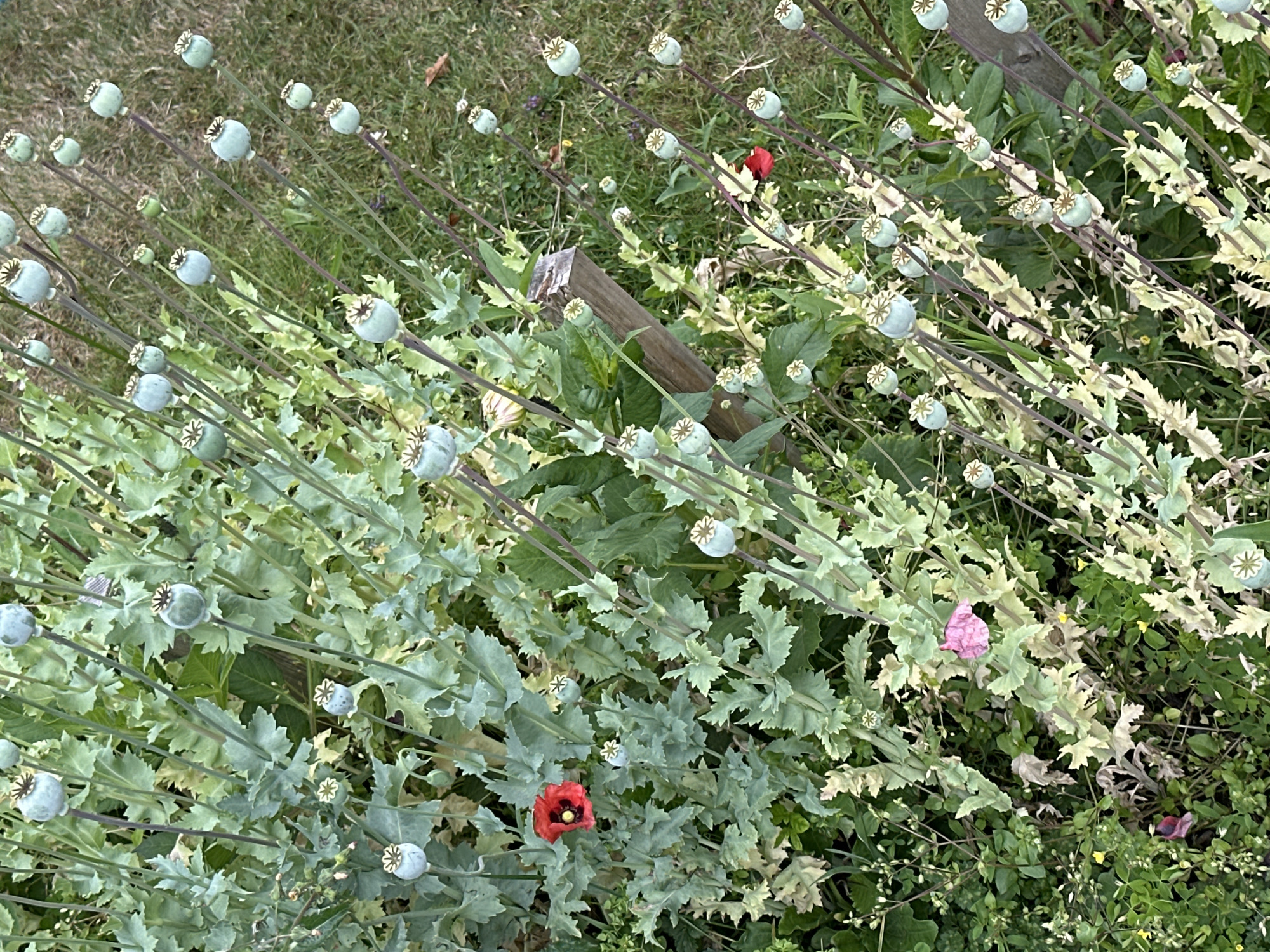 The image shows a dense patch of opium poppies (Papaver somniferum) growing outdoors, likely in a garden or naturalized area. The plants are characterized by their feathery, grey-green leaves and numerous seed pods in various stages of development. Some seed pods are small and green, while others are larger and show the distinct star-shaped crown at the top. There are a few blooming flowers: one vibrant red poppy with a dark center is visible in the left-center of the frame, and a single pink petal lies amongst the foliage in the lower left. The background consists of green grass and some brown, weathered wood, possibly part of a fence or garden structure. The lighting suggests it is daytime. The scene is consistent with a garden setting in a temperate climate. Without additional information, it is not possible to pinpoint a specific location within the city of Vancouver, Canada.