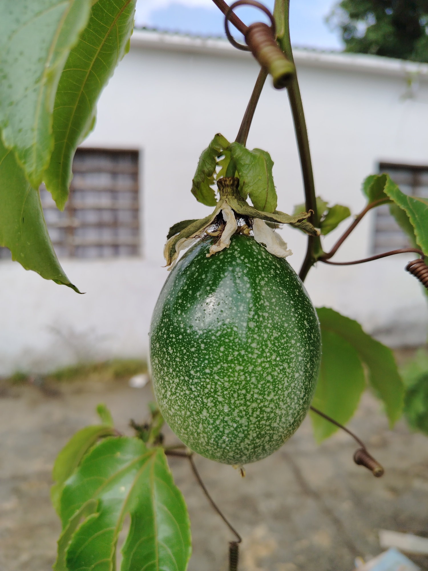 The image shows a green passion fruit hanging from a vine. The fruit is speckled with lighter green spots and has remnants of the flower still attached at the top. Green leaves are visible around the fruit and vine. In the background, there is a white building with barred windows. The image was taken in Tinaquillo, Venezuela.