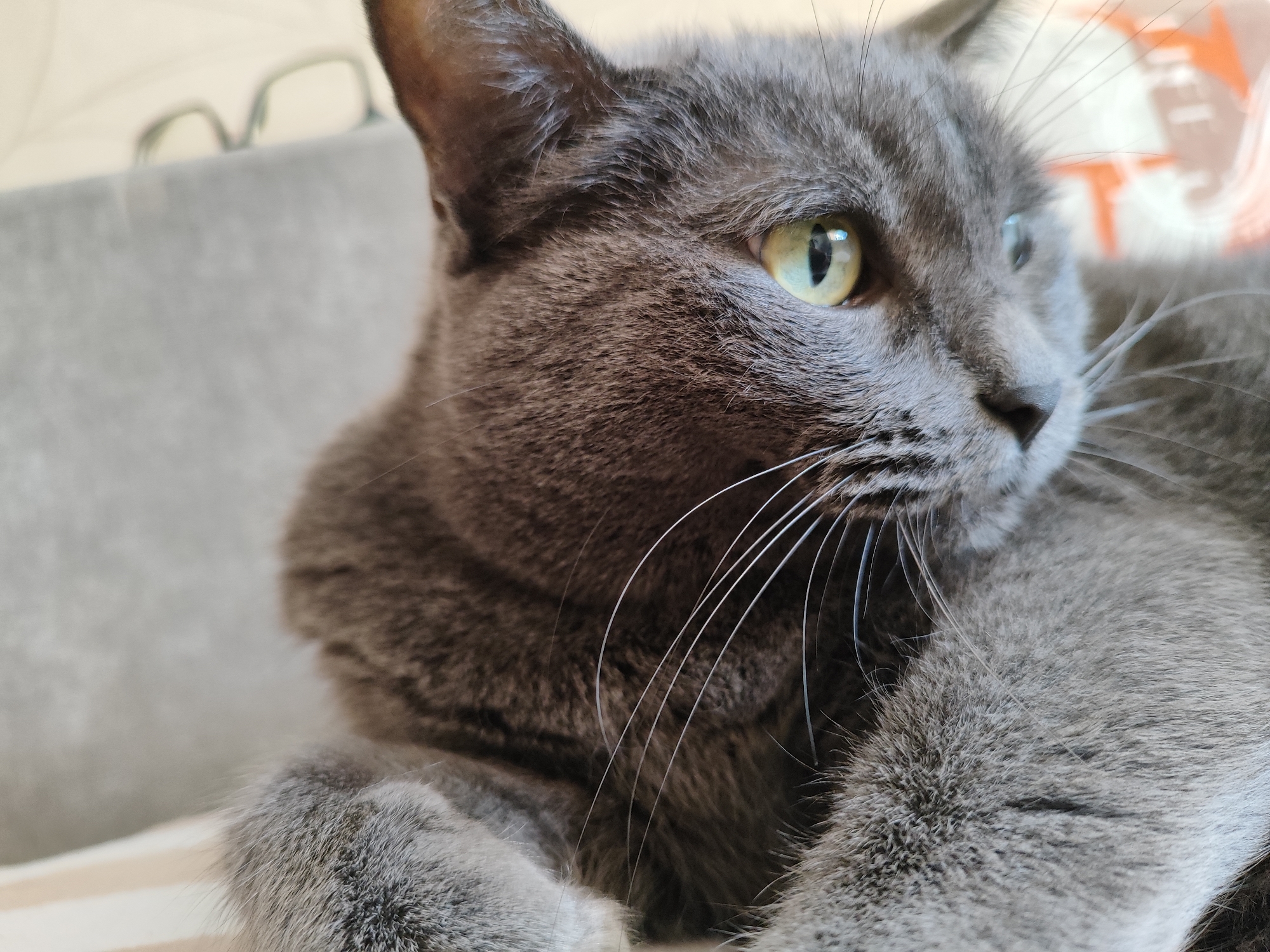 A close-up, eye-level, outdoor shot captures a Russian Blue cat in profile, its gray fur soft and short. The cat is lying down, with its paws tucked beneath it and its body angled slightly to the left. Its gaze is directed to the right, with its bright green eyes wide open, reflecting light and showing a hint of the pupil. The cat's long, white whiskers fan out from its nose, contrasting with its dark fur. The background is blurred, with soft, muted colors and shapes that suggest an indoor setting. A hint of what appears to be eyeglasses is visible in the upper left corner, and a patterned fabric with orange and white designs is softly visible in the upper right quadrant. The image appears to be a casual, candid shot of a domestic animal.