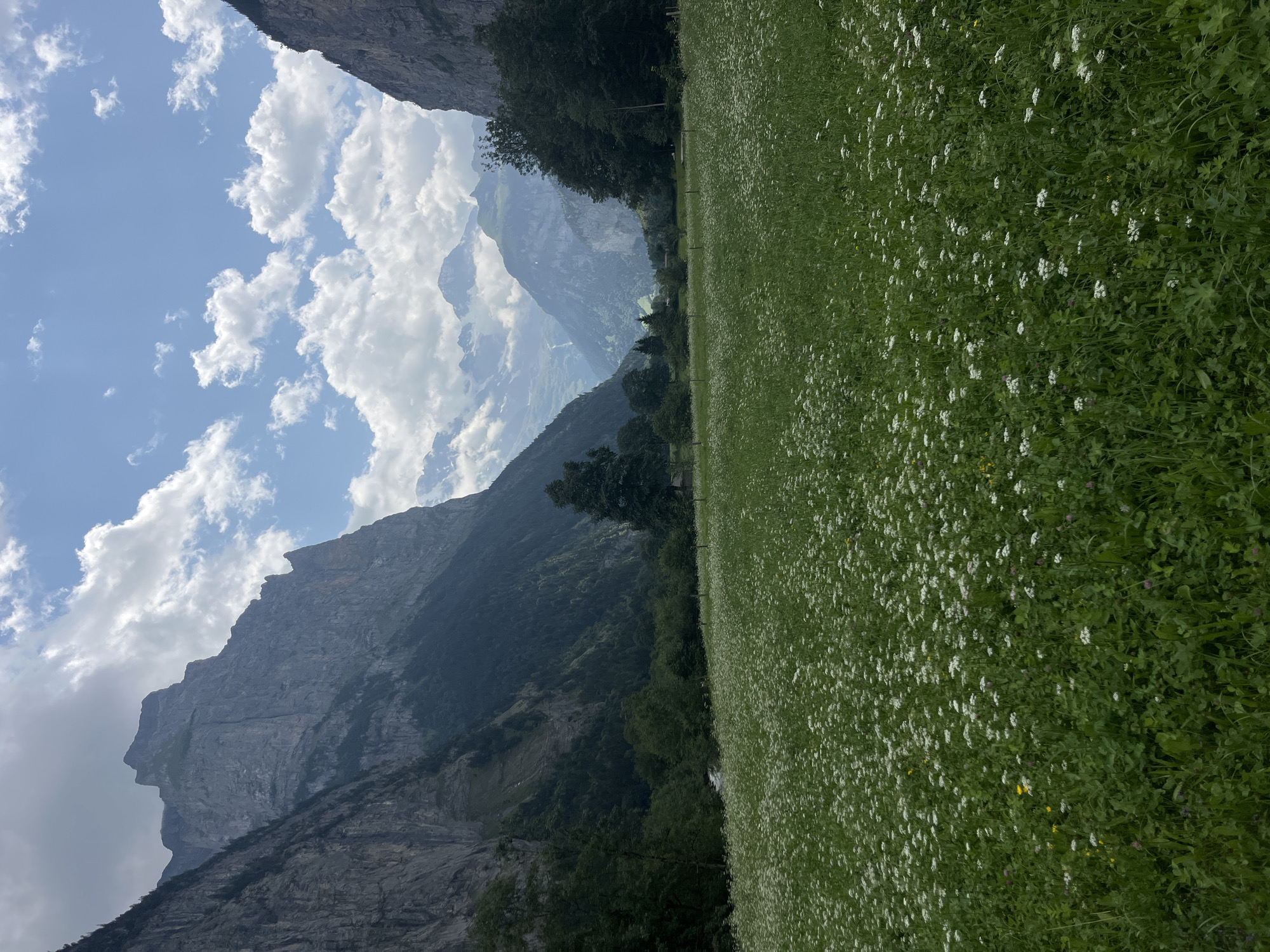 This is a medium-shot, vertical-format photograph taken outdoors in Lauterbrunnen, Switzerland. The scene depicts a lush green meadow in the foreground, dotted with numerous small white wildflowers and some yellow wildflowers. The meadow extends towards the background, where it meets a dense forest. Beyond the forest, towering, rugged mountains with steep, rocky cliffs dominate the left side of the frame. The right side of the frame also shows a mountain face and more trees. In the far distance, additional mountain ranges are visible, some with snow-capped peaks, under a bright blue sky filled with scattered white clouds. The overall impression is a natural, mountainous landscape.