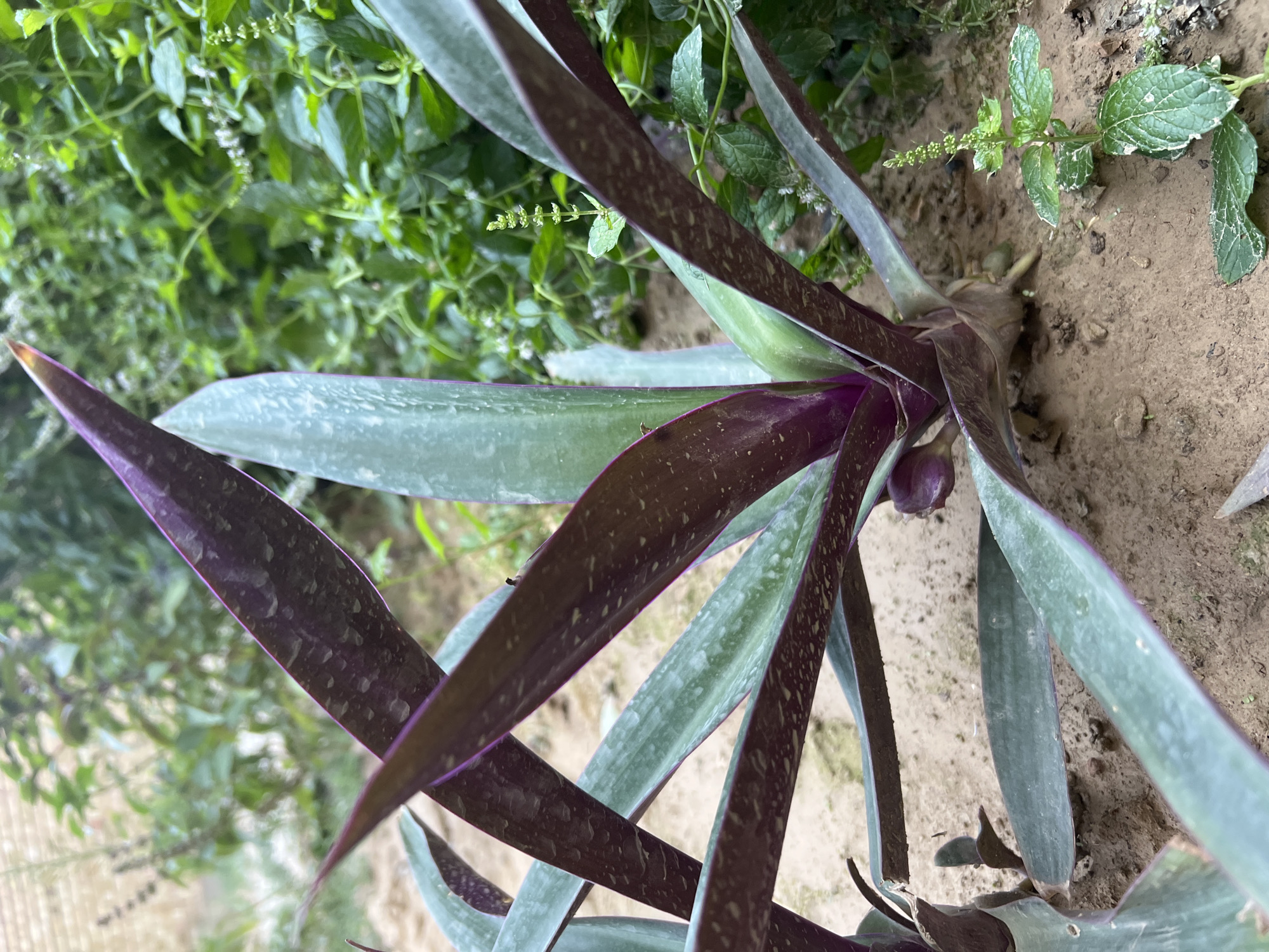 A close-up, eye-level shot shows a plant with sword-shaped leaves. The plant is primarily green with purple undersides. The leaves are long and lance-shaped, tapering to a point. The base of the plant is thick and fleshy, with exposed roots in the sandy soil. In the background, a blur of green foliage suggests other plants and possibly a brick wall. A smaller, green-leafed plant with a delicate flower stalk is visible to the right of the main subject. The lighting suggests it is daytime, possibly with some overcast conditions.