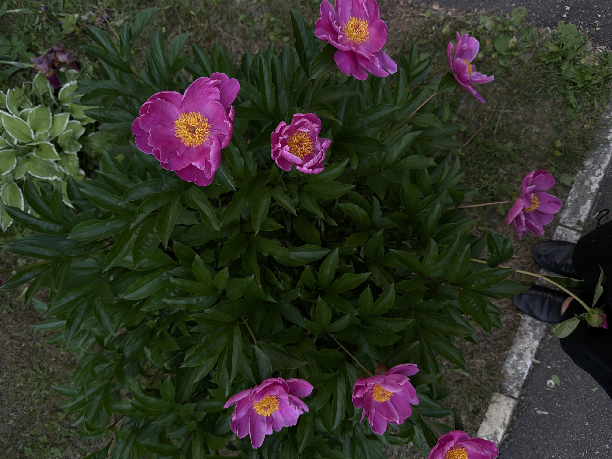 The image depicts a cluster of vibrant pink peonies with yellow centers, blooming amidst lush green foliage. The flowers are arranged in a dynamic composition, with some facing upwards and others slightly angled. In the foreground, a pair of black shoes and the hem of a dark garment are visible, suggesting the presence of a person standing at the edge of a sidewalk. The background reveals a patch of dry grass and some other plants, including a variegated hosta and a purple iris, indicating an outdoor setting in a garden or park. The lighting suggests it is daytime, with soft shadows. The image does not contain any specific landmarks or clues that would allow for precise localization within Moscow, Russia.