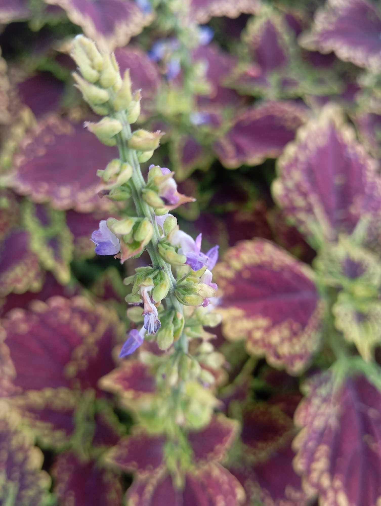 A close-up, vertical shot focuses on a flowering stalk of a plant, likely a coleus, with small purple and light green blossoms emerging from a central stem. The stalk is positioned in the foreground and slightly off-center to the left. The background is a blur of deep purple and variegated green-yellow leaves, characteristic of coleus foliage, creating a soft bokeh effect. The lighting is natural and appears to be diffused daylight, highlighting the delicate details of the flowers and the textured leaves without harsh shadows. The image captures a natural, botanical scene with a shallow depth of field that draws attention to the flowering stalk. The location in Almaty, Kazakhstan, is not discernible from the visual information present in the image.