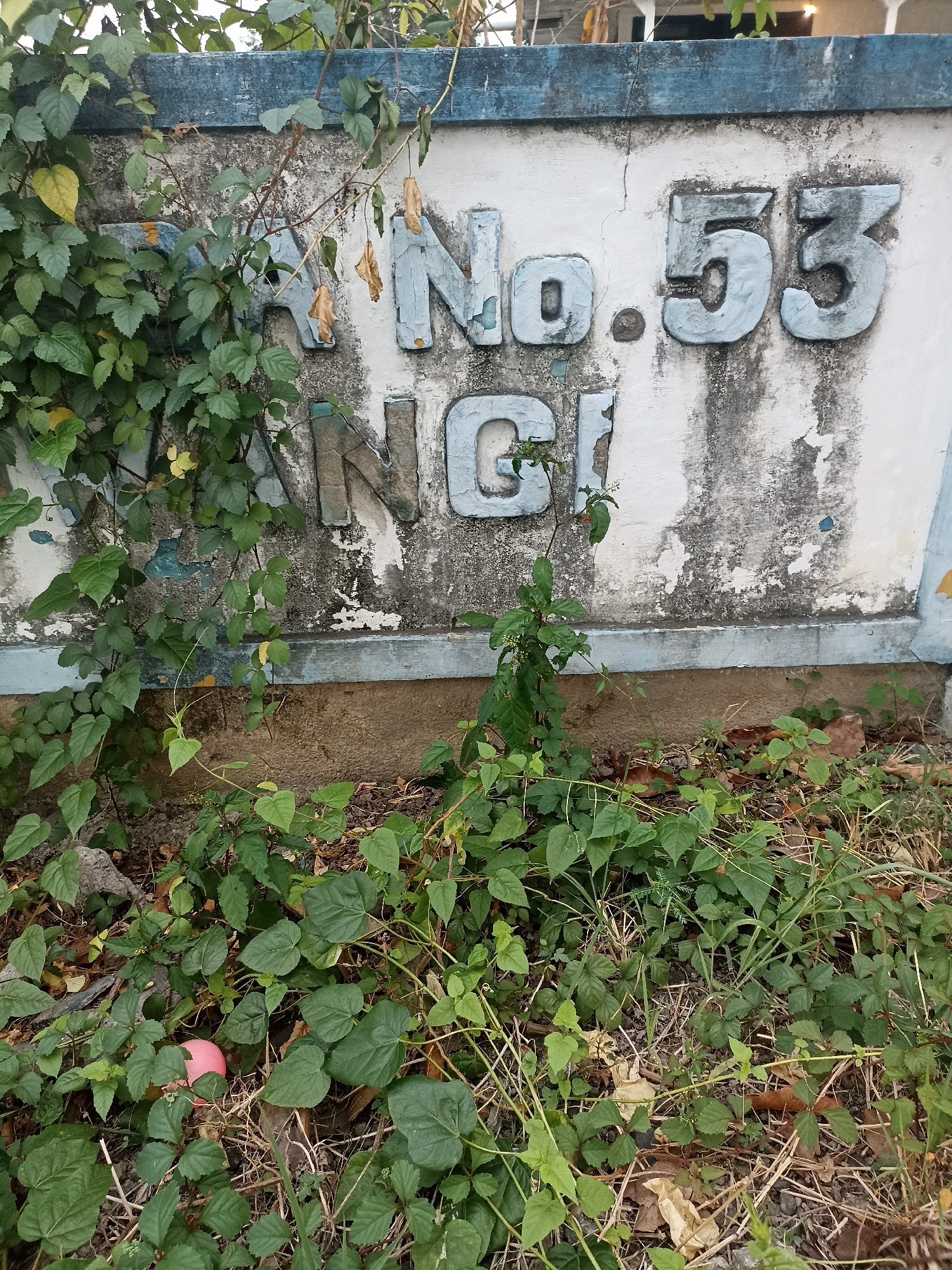 In Mojopanggung, Indonesia, a weathered, light-colored wall displays raised, chipped blue letters and numbers that spell "No. 53 NG". The wall is partially covered by green vines, with some dried leaves among them. Below the wall, overgrown vegetation and dry grass cover the ground, with a small pink object visible in the lower left corner of the frame. The environment suggests an outdoor setting that is somewhat neglected.