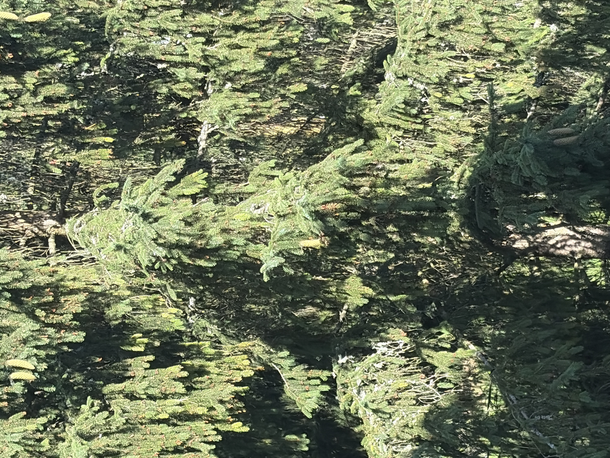 The image shows a close-up view of the dense foliage of a coniferous tree, likely an evergreen such as a spruce or fir. The branches are covered in needles, and several pinecones are visible, particularly in the lower left portion of the frame. The lighting suggests it is daytime, with sunlight casting shadows through the branches, creating a dappled effect. The scene is a natural outdoor environment, with no human presence or urban structures immediately apparent. The image is focused on the texture and density of the tree's branches and needles, with a slightly blurred background.