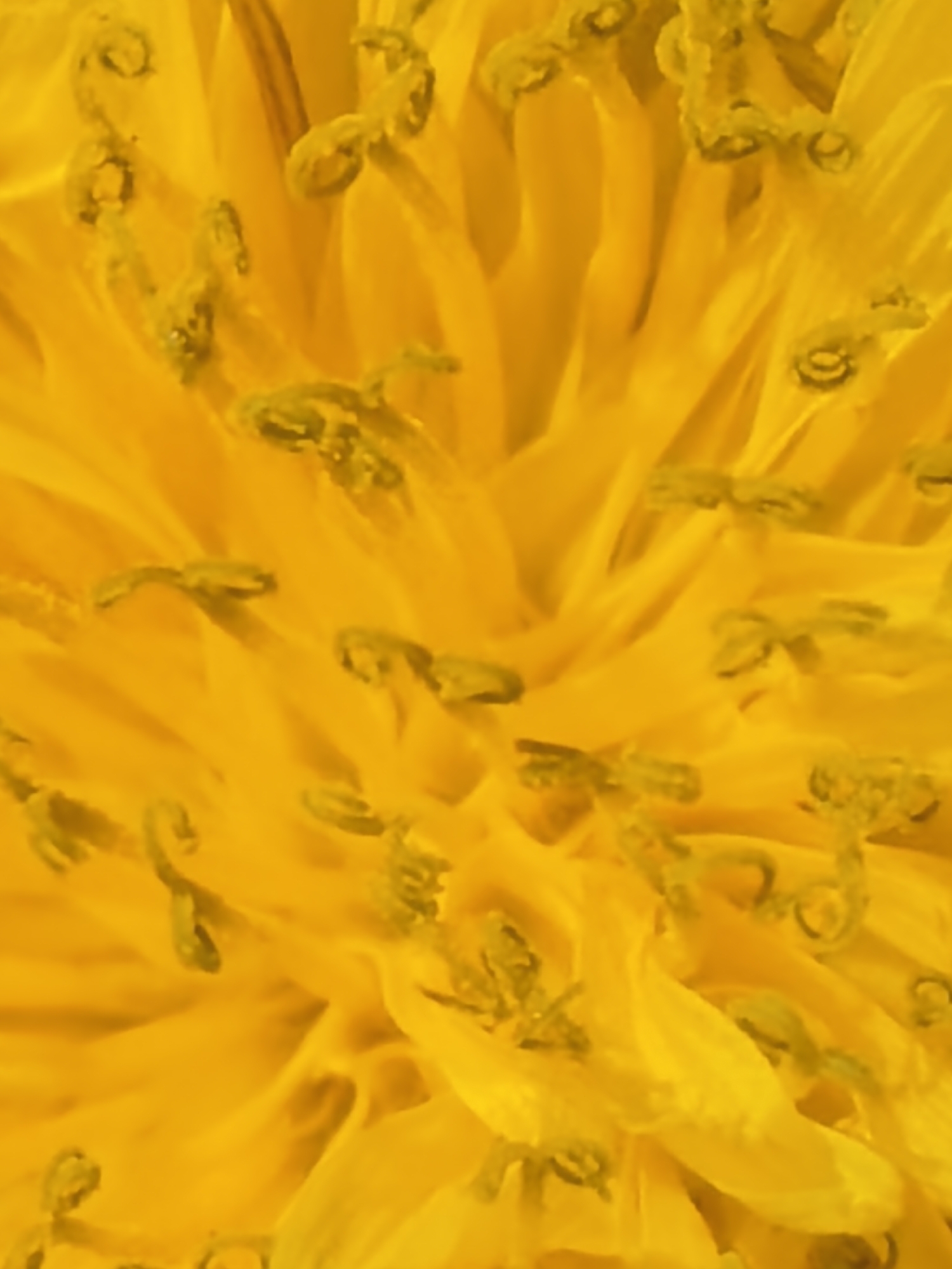 The image shows a close-up view of the center of a dandelion flower. The flower parts are various shades of yellow. The fine details of the pollen and individual petals are visible.