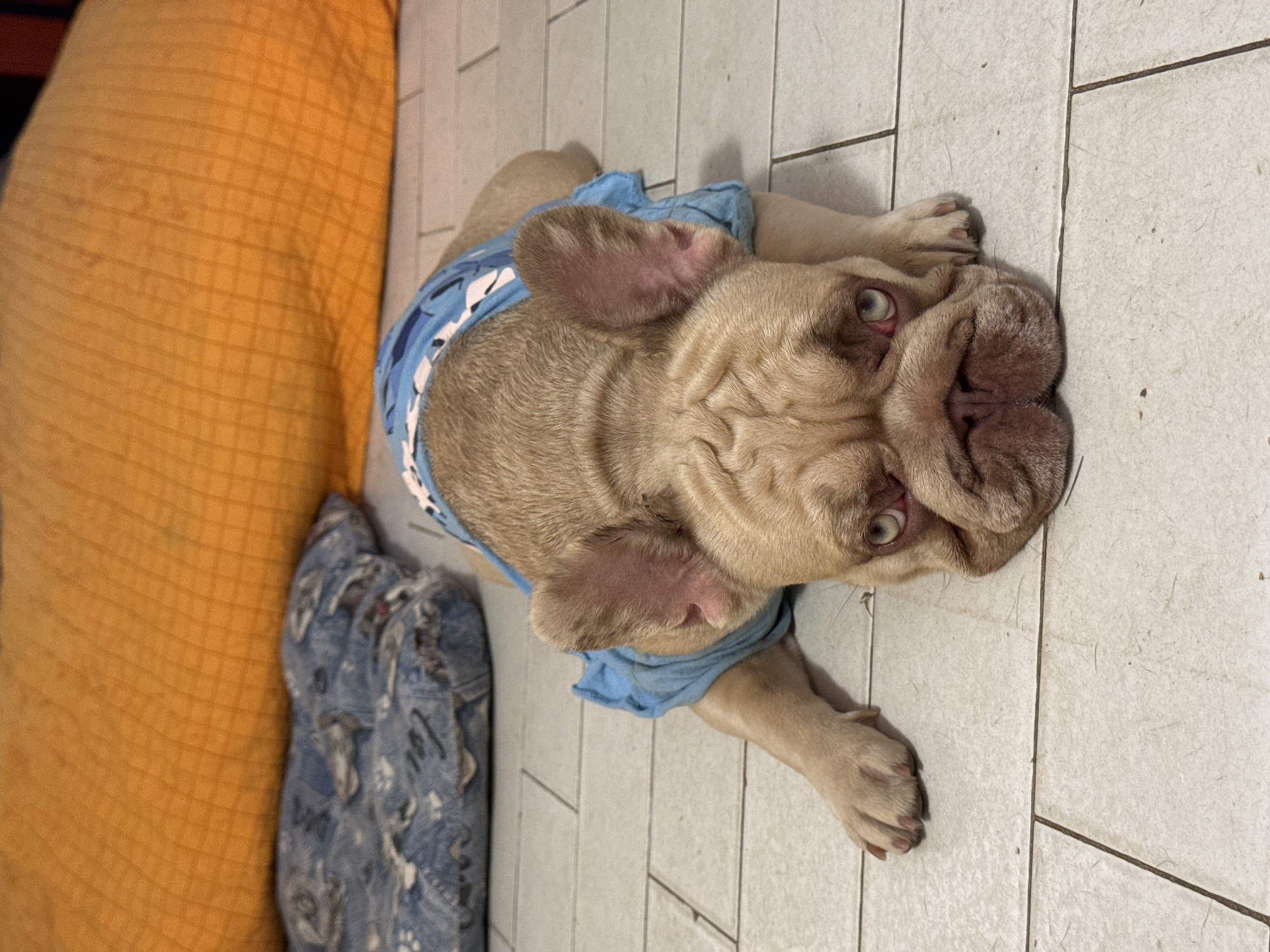 A fawn-colored French bulldog, wearing a light blue t-shirt with a white pattern, is lying on a tiled floor. Its front paws are extended forward, and its head is resting on the floor. The dog's eyes are open and directed towards the camera. Behind the dog, there are two large cushions: an orange one and a blue and white patterned one. The floor is made of light-colored square tiles with dark grout lines. The scene appears to be indoors, possibly in a home. The image does not provide information about its location in San Benedetto del Tronto, Italy.