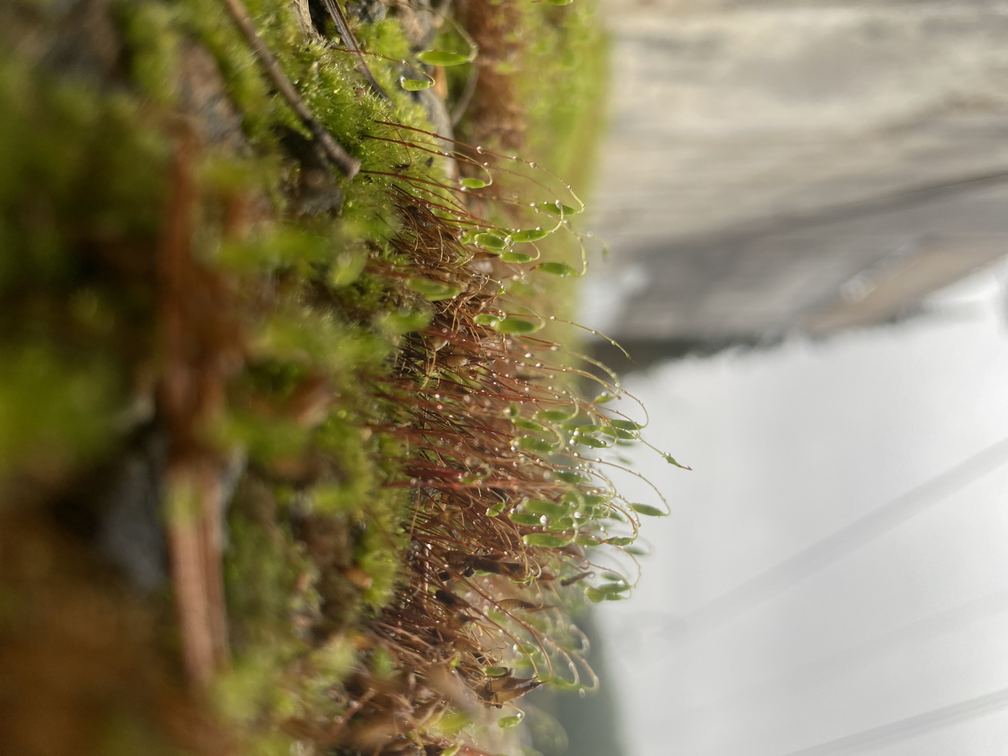 This close-up, macro photograph captures a vibrant and detailed patch of moss with numerous sporophytes. The primary subjects are the green moss and the delicate structures of its reproductive parts, which dominate the left and central areas of the frame.
The moss forms a dense, textured mat of bright green, against which the sporophytes stand out. Each sporophyte consists of a slender, reddish-brown stalk (seta) that curves upwards, topped with a small, elongated, and typically green capsule (sporangium). Many of these capsules are teardrop-shaped, while others are more ovate. A prominent detail throughout the image is the presence of tiny, glistening water droplets clinging to the moss, the sporophyte stalks, and especially the capsules, indicating a damp environment, possibly from recent rain or dew. These droplets catch the light, adding a sparkling effect.
The background is softly blurred, appearing as indistinct areas of light grey, white, and muted green tones, which suggests an outdoor setting with a bright, possibly overcast, sky or a light-colored surface behind the moss. The image is composed in a way that emphasizes the intricate details of the moss and sporophytes.
No specific activity or event is taking place beyond the natural state of the moss. The presence of water droplets suggests either morning or post-rain conditions. The location context provided is Прикамский, Russia. There are no people, animals, or visible text in the image.