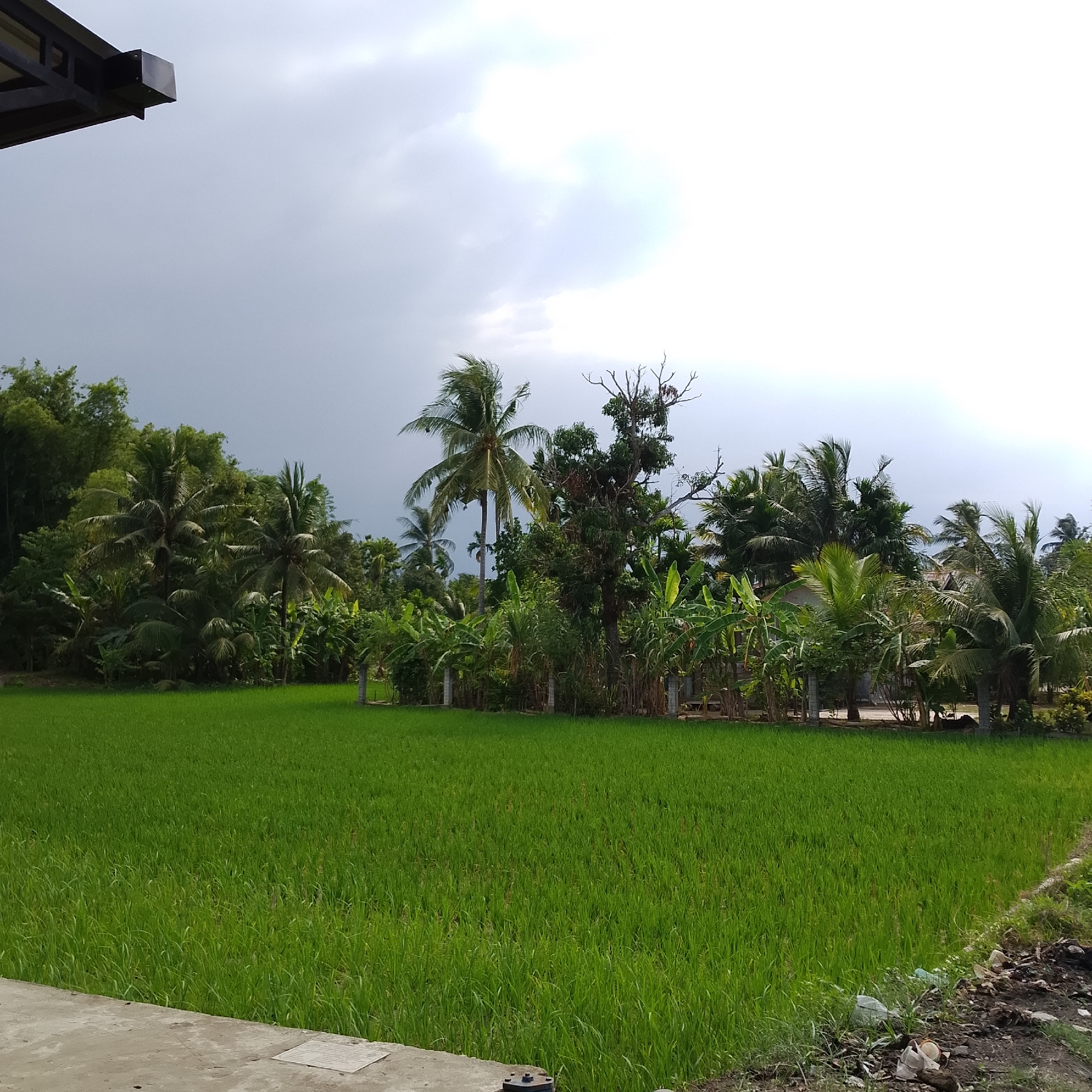 The image depicts a lush green rice paddy in the foreground, stretching towards a line of dense tropical vegetation that includes palm trees, banana plants, and bamboo. The sky is overcast with dramatic clouds, suggesting an impending storm. In the mid-ground, a few simple structures, possibly houses or sheds, are partially visible behind the trees. The scene appears to be a rural area, typical of the Indonesian landscape. No people or specific urban features are identifiable, making it impossible to pinpoint the exact location within Bale, Indonesia, though it is clearly an agricultural setting. The foreground includes a concrete slab and some debris, indicating a transition from a man-made area to the natural landscape.