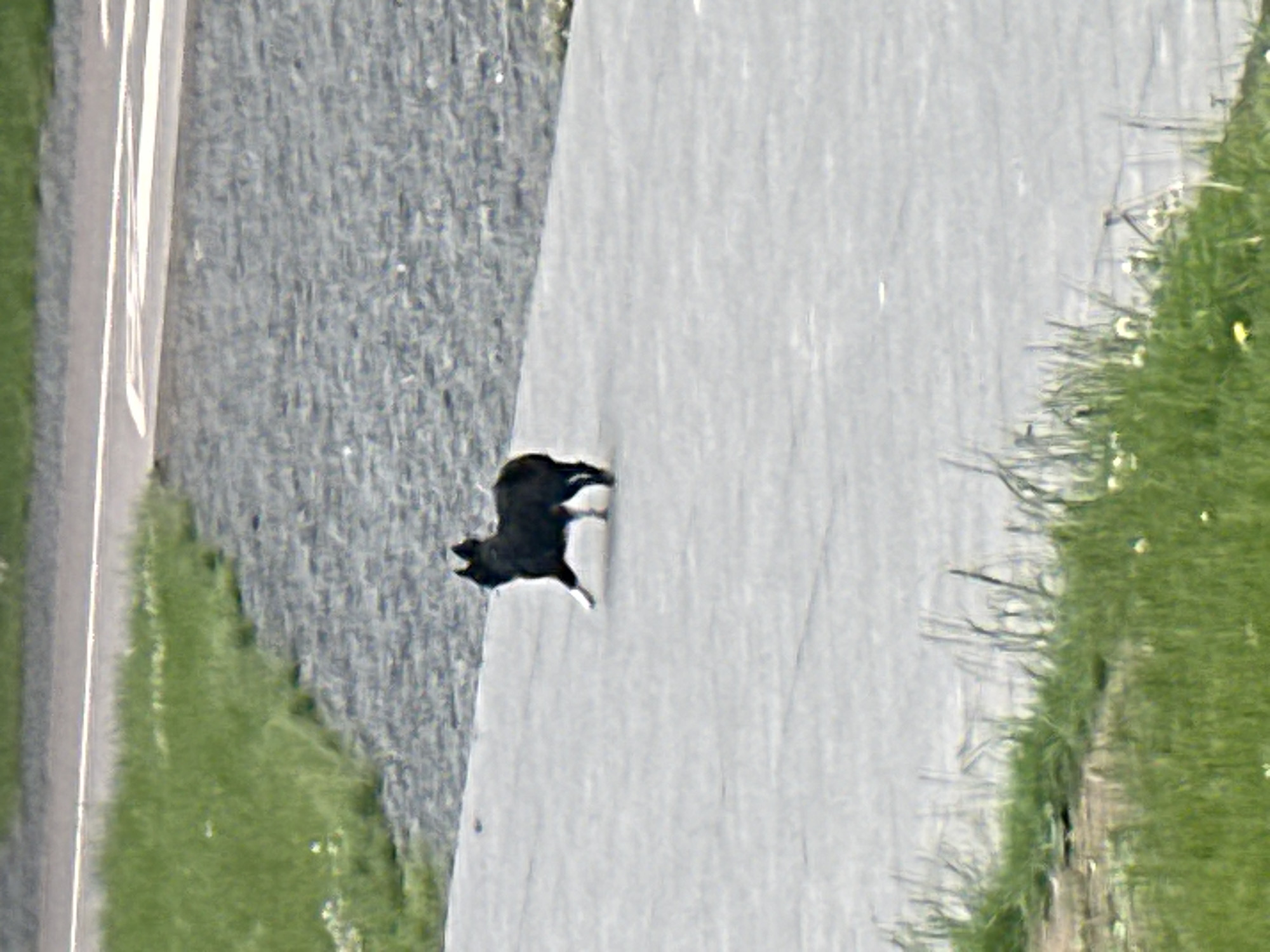 A small, black, furry animal, possibly a dog, is walking on a paved surface. The animal is facing to the left and appears to be moving forward. Its hind legs are positioned in a way that suggests movement. The paved surface is a light gray color. To the left of the paved surface, there is an area of green grass with some small white flowers. Further in the background, there is a grey, pebbly surface and a strip of grey asphalt with white markings. The image appears to be taken from a distance. The setting does not provide specific indicators for the city of Minsk, Belarus.