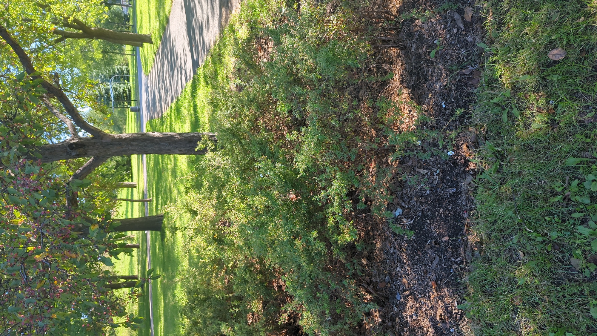 This is a photograph taken in Montreal, Canada, likely during the late summer or early fall given the presence of red fruit on the trees. The scene depicts a park setting with lush green grass, mature trees with some bearing red fruit, and a paved pathway winding through the park. In the foreground, there is a dense green shrub with small leaves. The ground around the shrub is covered in mulch and fallen leaves. Sunlight casts dappled shadows across the grass and pathway, indicating a sunny day. In the background, more trees and a park bench are visible. The overall impression is one of a well-maintained urban park.