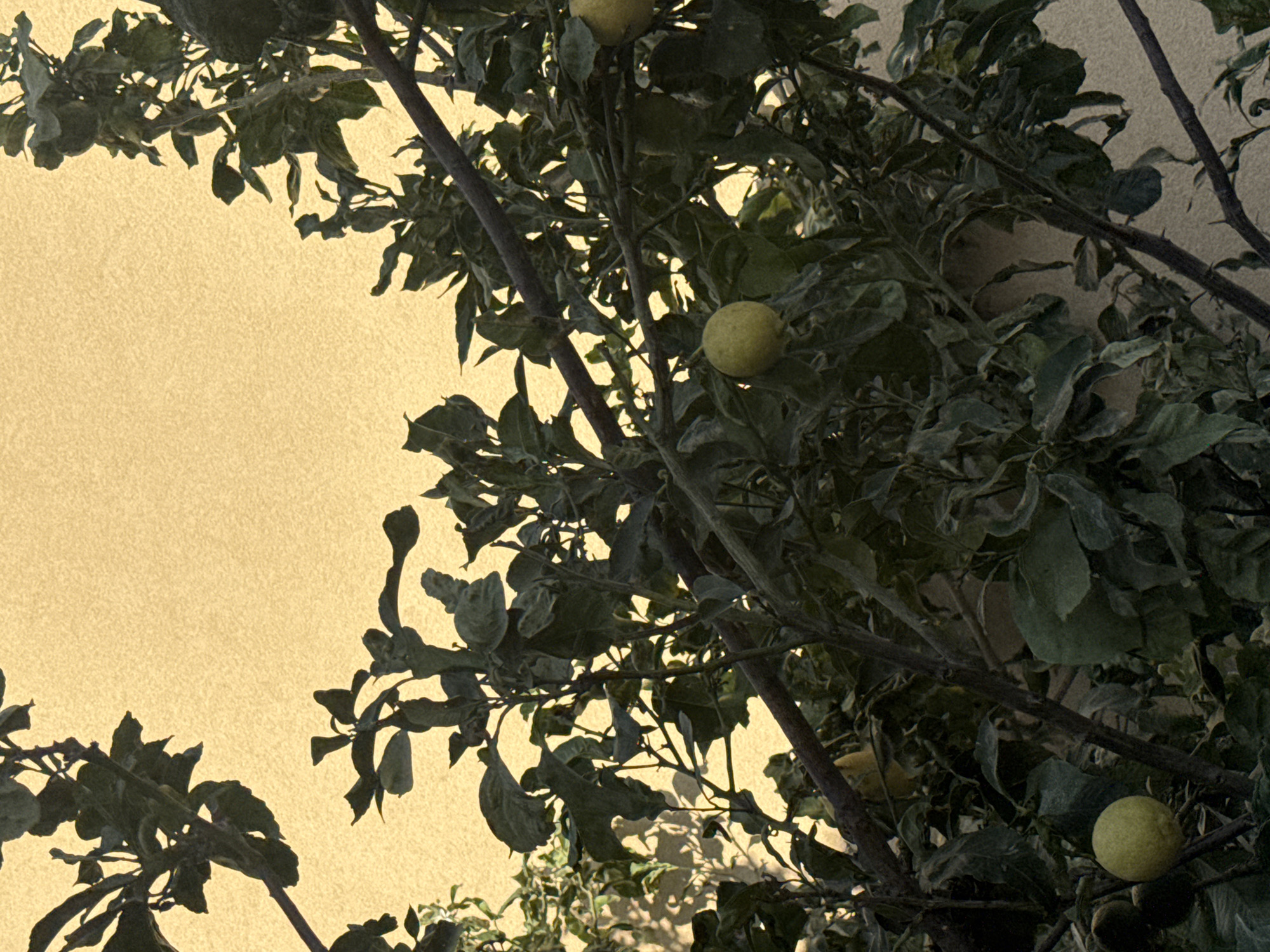 The image displays a close-up view of a lemon tree with green leaves and several yellow lemons. The tree is set against a textured, light yellow wall. The branches of the tree are dark brown and appear somewhat gnarled. Some lemons are clearly visible, while others are partially obscured by foliage. Shadows from the leaves are cast onto the wall, indicating ambient light. The scene appears to be outdoors, possibly in a garden or courtyard, located in the Mouttagiaka Community, Cyprus. There are no people or animals visible in the frame.