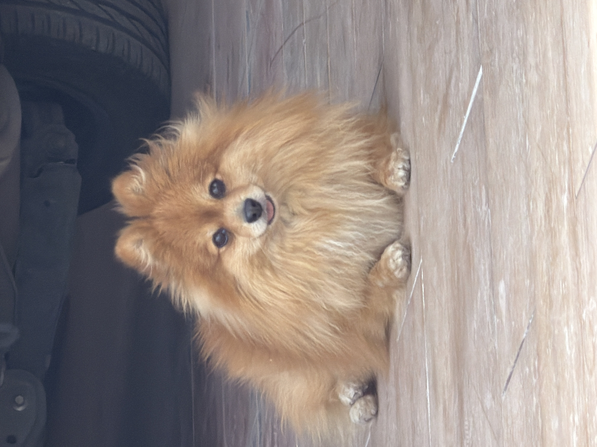A small, light-brown Pomeranian dog is lying on a light-colored wooden floor. The dog is angled towards the left side of the frame, with its head tilted up towards the camera. Its tongue is slightly visible. To the left of the dog is a dark grey car wheel and part of the car's undercarriage. The scene is indoors. The location in the city is Unknown, Unknown.