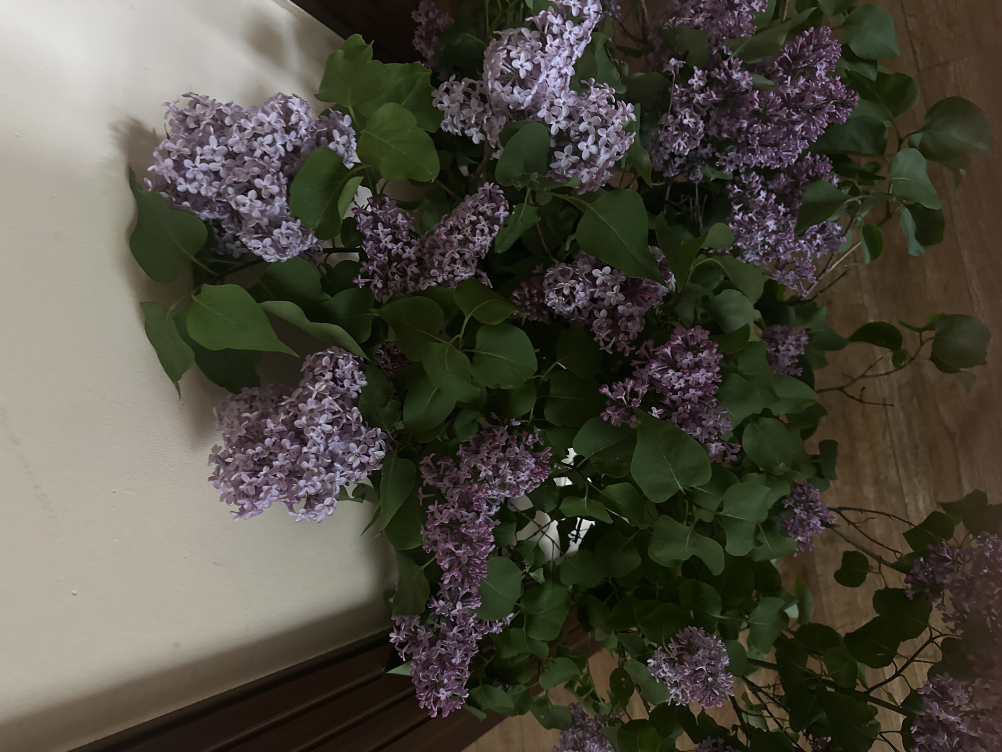 The image displays a close-up, overhead view of a large bouquet of purple lilac flowers with numerous green leaves. The lilac blossoms are abundant, forming dense clusters of small, fragrant-looking florets that range in color from light lavender to a deeper violet. The vibrant green leaves are oval-shaped and complement the purple flowers.
The flowers and leaves fill most of the frame, arranged against a plain, light-colored (off-white or cream) wall on the left side, and a darker, polished wooden surface, likely a floor or tabletop, on the right. Soft shadows are cast on the wall, suggesting an indoor setting with natural or ambient light. No specific activity or event is taking place; the image is a still life capturing the beauty of the flowers. The time of day appears to be daylight, given the soft illumination, but no weather conditions are discernible from the indoor scene. There are no people visible, nor any discernible text. The image evokes a sense of spring and natural beauty.