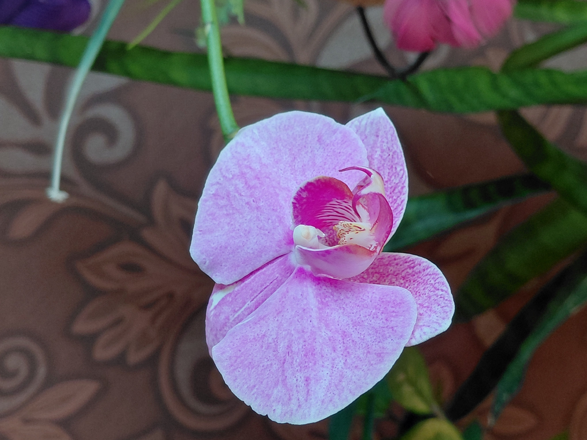 An extreme close-up shot of a light pink orchid flower with delicate darker pink speckles is presented. The orchid's petals are soft and slightly ruffled, with a more intense pink shade in its center. The background is a brown, textured surface with a subtle floral or swirling pattern. To the right of the orchid, a thick, vibrant green plant stem is visible, its surface appearing ridged. Another blurred pink flower is partially visible in the lower right quadrant of the image. The lighting highlights the orchid's delicate features, suggesting it is indoors or in a shaded outdoor area. The image does not provide any information that would allow for the determination of its location in the city of Новосёлово, Russia.