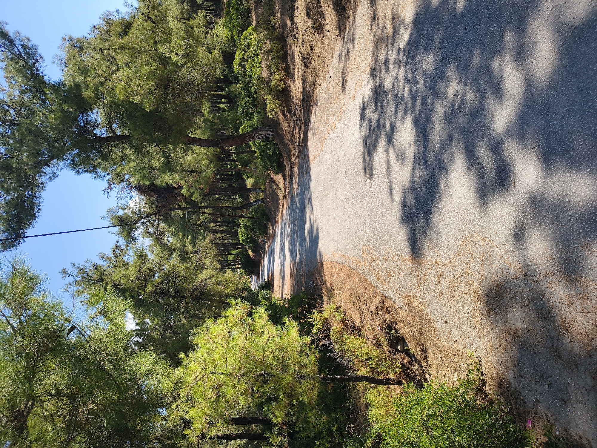 The image depicts a paved road winding through a dense forest of pine trees. The road surface is a light gray asphalt, with scattered brown pine needles and cones along its edges and on the pavement, particularly on the right side. The road is empty of any vehicles or pedestrians. Sunlight filters through the trees, casting dappled shadows on the road, with larger, more distinct shadows of tree branches visible in the foreground. The surrounding environment is characterized by lush green undergrowth and the tall, slender trunks of pine trees with green needles and some visible pine cones. The sky above is clear and blue. The scene suggests a secluded, natural setting. The location is described as being in Limenaria, Greece.