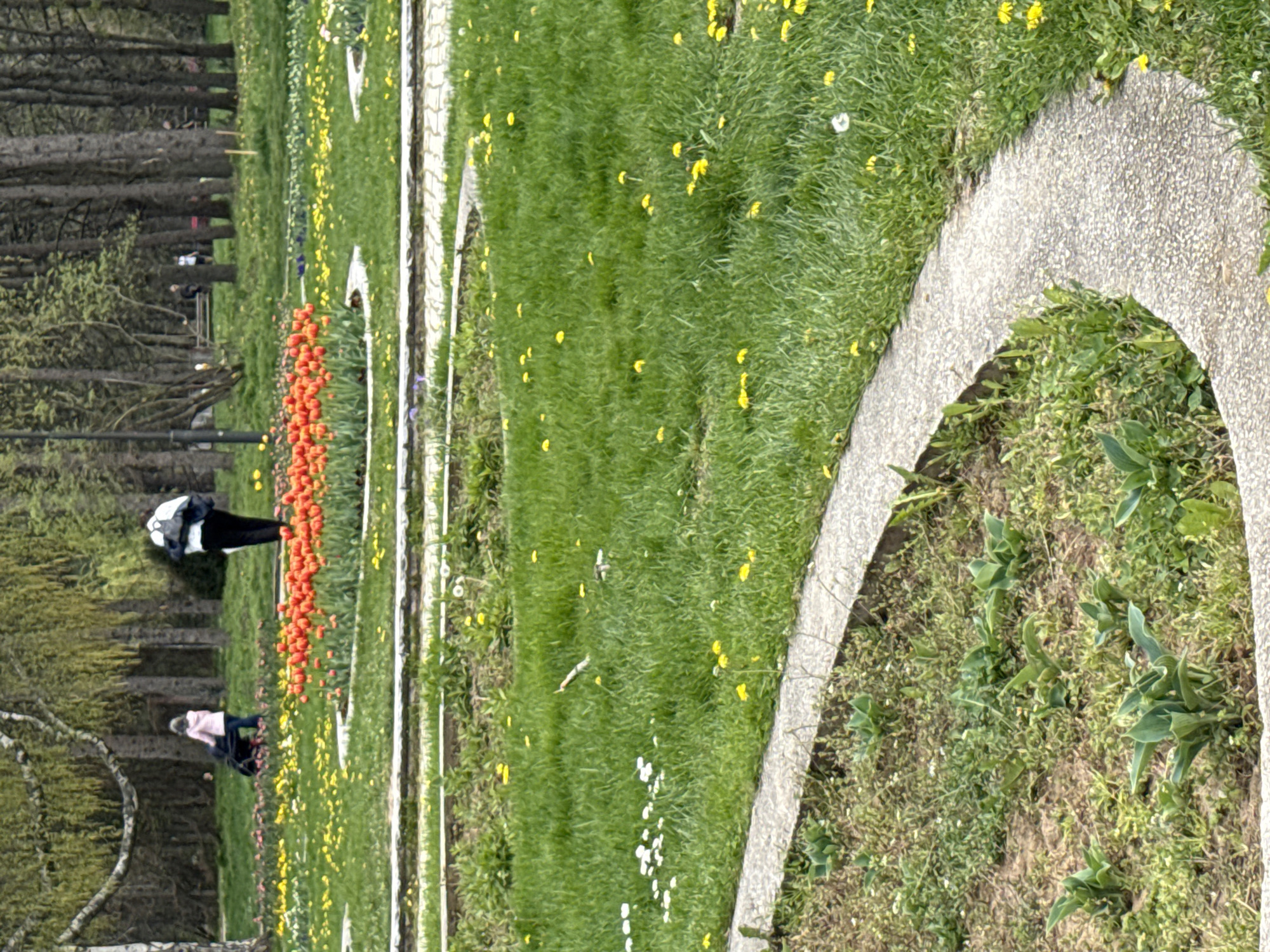The image captures a vibrant park or garden scene during what appears to be spring. The primary focus is a lush expanse of green grass, generously dotted with numerous small yellow flowers, likely dandelions, and some white blossoms. A light-colored, pebbled or paved path gracefully curves through the foreground and mid-ground, guiding the eye deeper into the setting.
On the left side of the frame, a long, linear bed of bright red-orange tulips or similar flowers creates a striking splash of color against the green. Further into the scene, amidst other garden beds and paths, at least two individuals are visible. One person, wearing a black and white top, stands near the red-orange flower bed. Further back, another person in a light-colored top, possibly pushing a stroller or buggy, is seen moving along a path, suggesting a leisurely stroll.
The background is filled with a variety of trees; some appear to be conifers with dark, dense foliage, while others are deciduous, showing bare branches or just beginning to leaf out with the onset of spring. The overall lighting is bright and even, indicating daytime, possibly late morning or early afternoon, on a clear or partly cloudy day. The atmosphere suggests a peaceful and enjoyable outdoor setting, ideal for relaxation and appreciating nature. No visible text is present in the image.