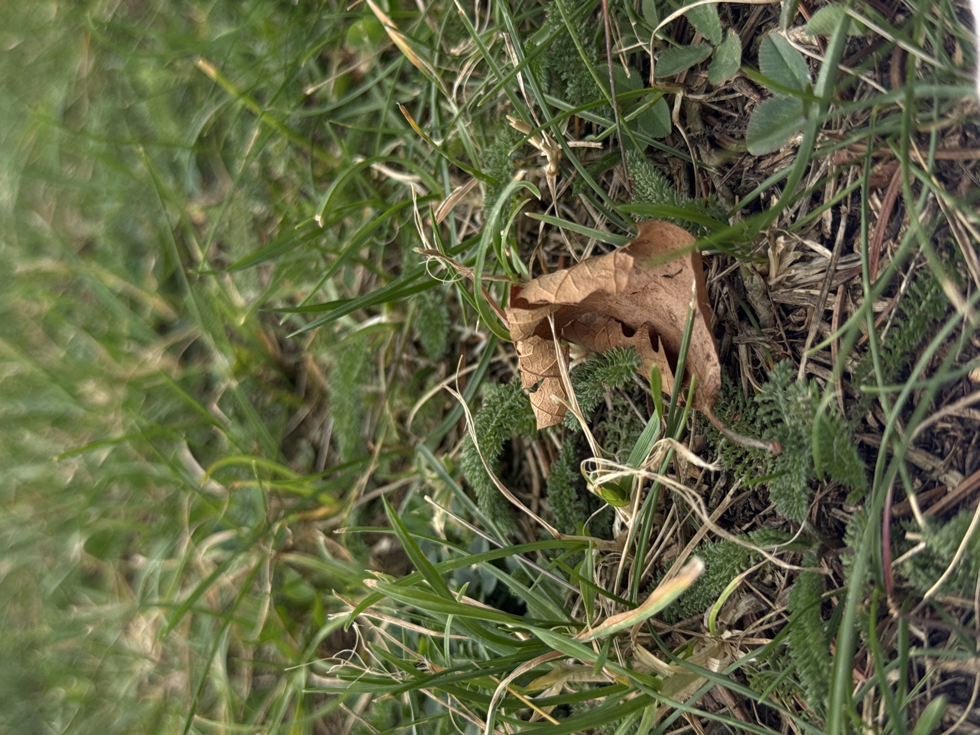 The image shows a close-up view of grass and a fallen brown leaf on the ground, with some small green plants and dry grass clippings. The background is blurred green grass. The scene is consistent with a natural outdoor setting in a park or garden. It is not possible to determine the specific location within Hainburg an der Donau, Austria, from the visual information provided. There are no people or animals visible in the image, and no actions or interactions are depicted. The overall impression is one of a quiet, natural ground-level scene.