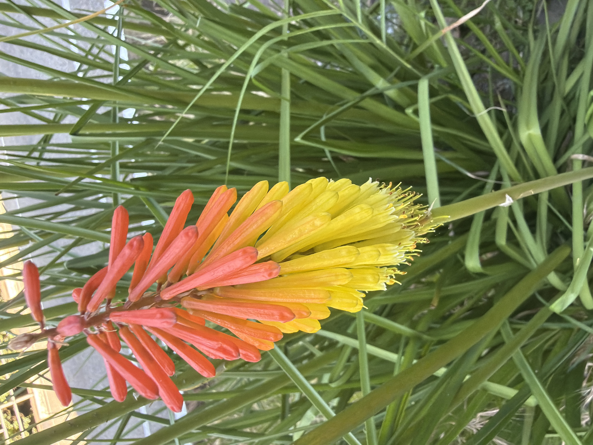 The image shows a close-up of a flowering plant with tubular blossoms that transition from red at the top to yellow at the bottom. The plant is surrounded by lush green foliage. The background is slightly blurred, but suggests an outdoor environment, possibly a garden or park. No people or specific landmarks are visible to indicate the city of Sochi, Russia.