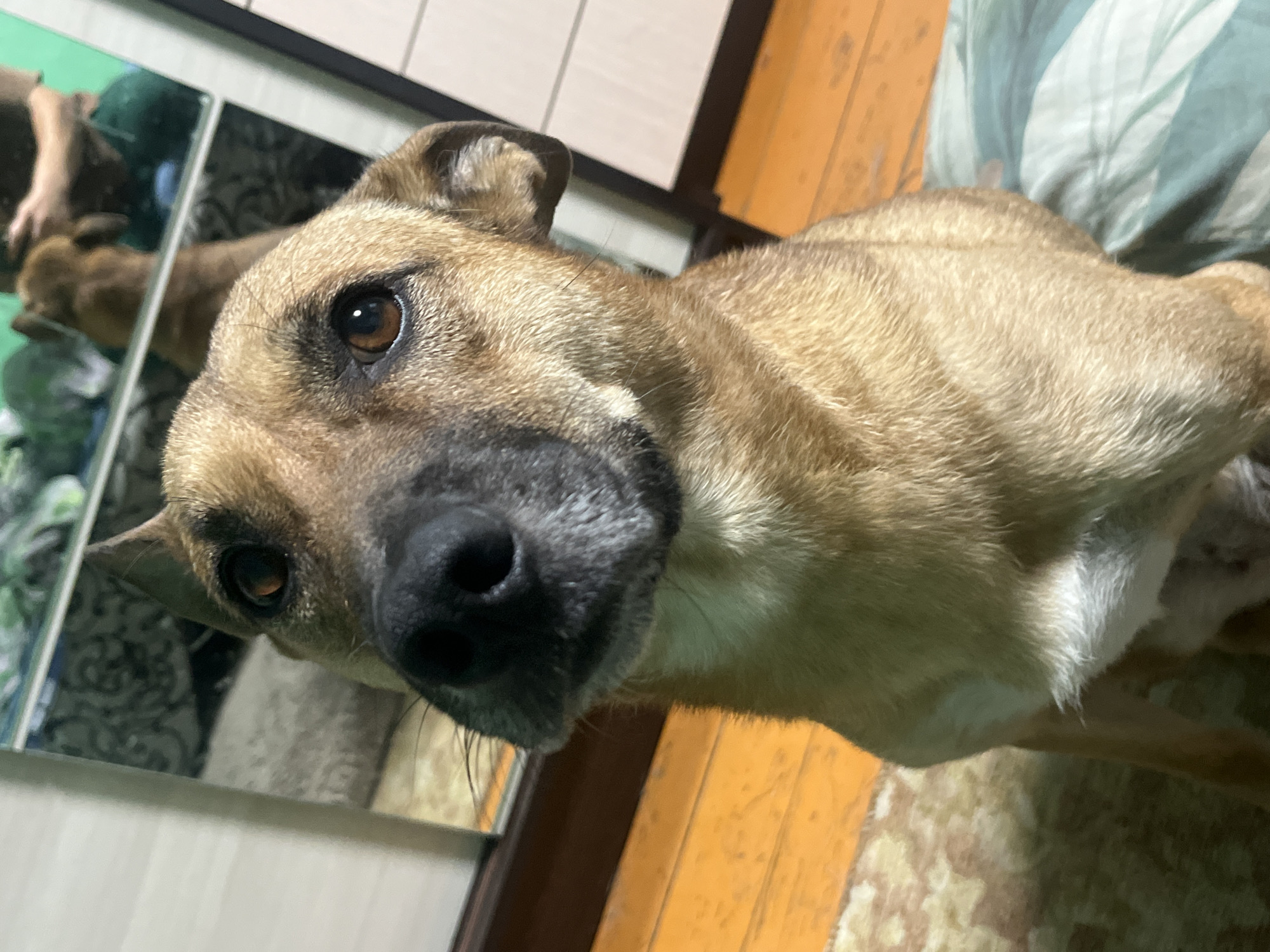 A medium-sized, brown dog with dark eyes and a black nose sits on a floor covered by a patterned rug. The dog is looking directly at the camera with its head tilted slightly. Behind the dog, a mirror reflects a blurry image of another brown dog and a person. The environment appears to be indoors, with wooden flooring visible to the left and a white cabinet to the right. The overall lighting is dim, suggesting the photo was taken in the evening or a poorly lit room. There are no identifiable landmarks or specific features that would allow for determining a location within Nizhny Tagil, Russia.