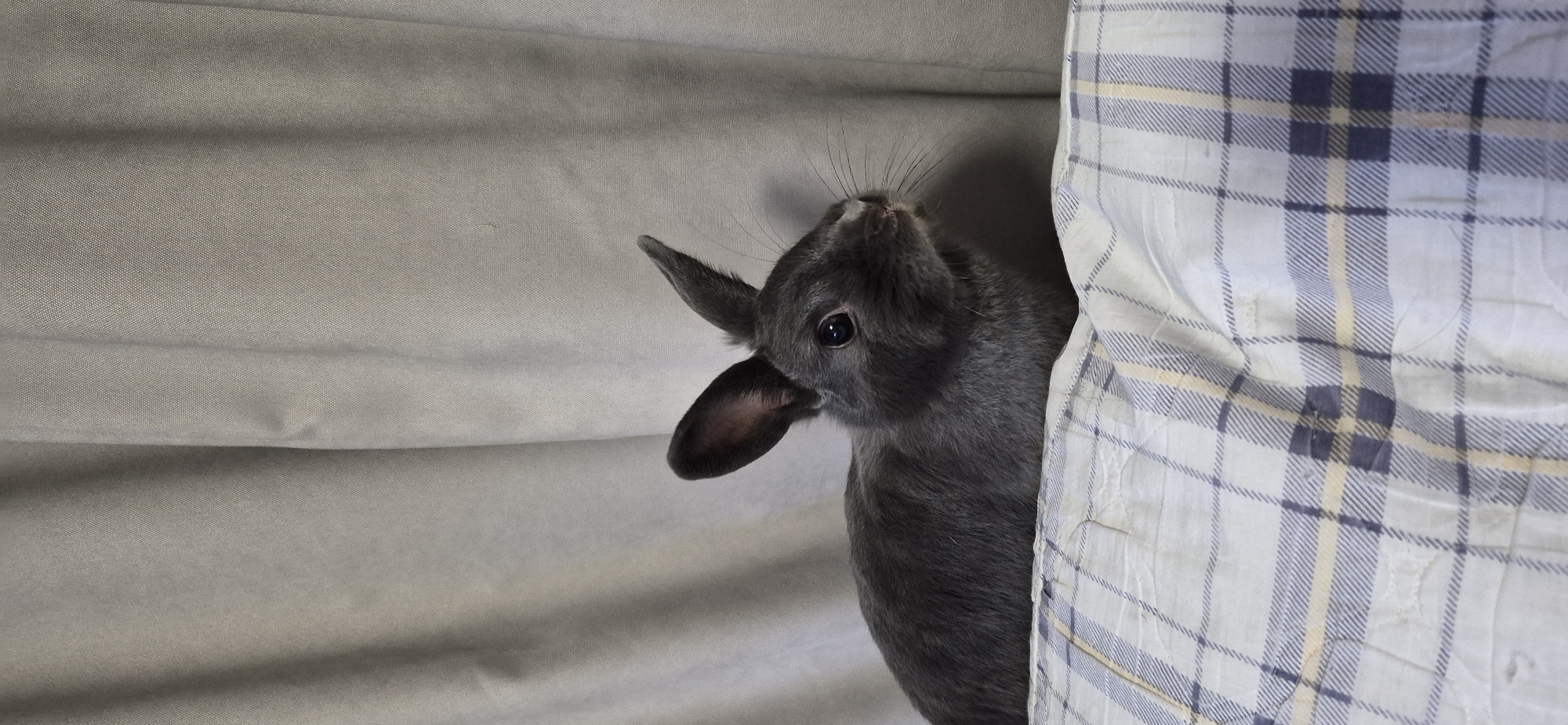A domestic shorthair rabbit is positioned on a light blue and white checkered blanket. The rabbit is dark gray with prominent ears, and its body is mostly visible. It is looking to the right of the frame. The background consists of a light gray curtain. The scene is indoors, likely in a domestic setting.