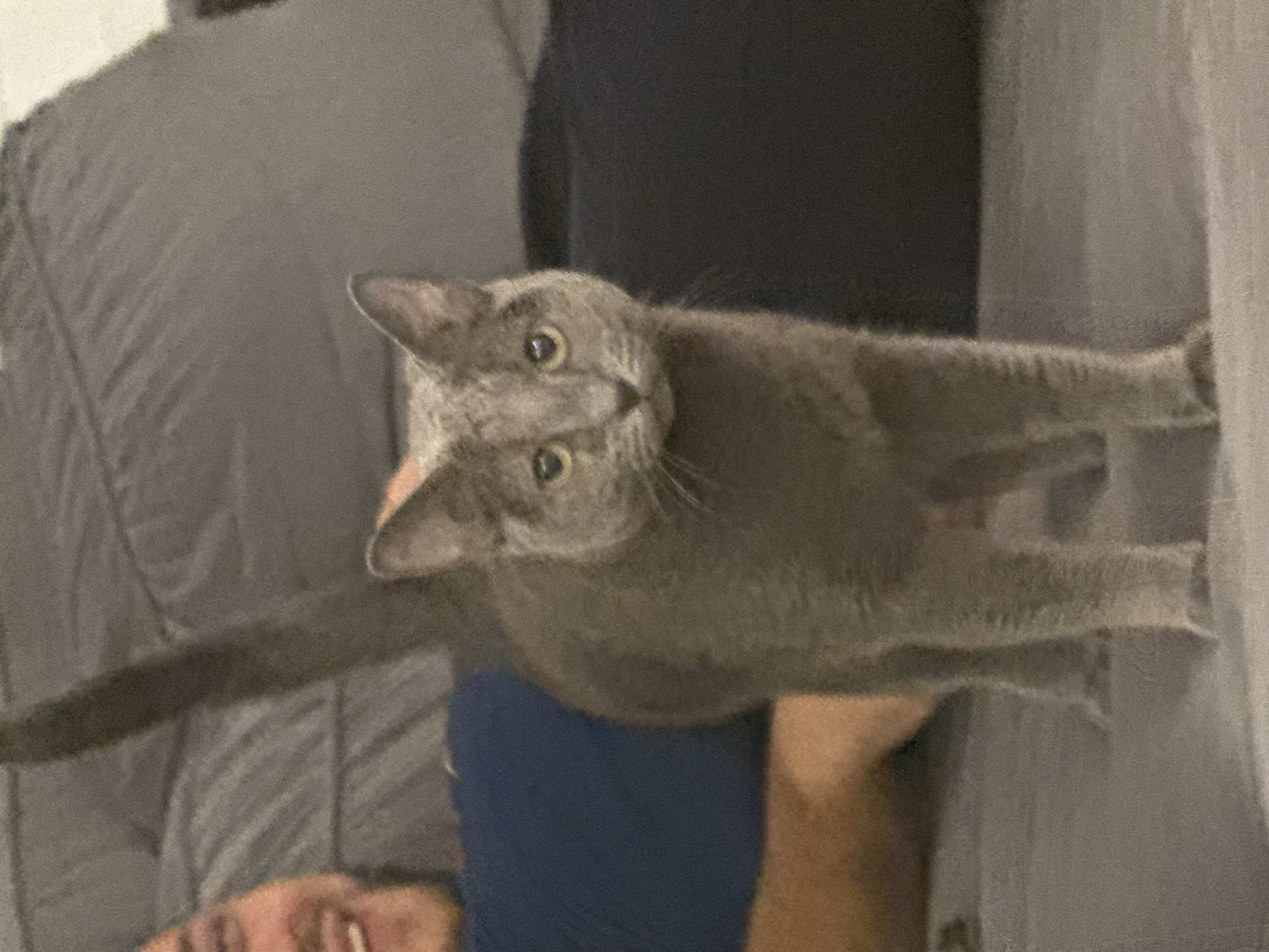 A grey cat is the primary subject of the image, positioned centrally and appearing to look directly at the camera. It is lying or sitting on a bed, with a person's head visible in the bottom left corner. The background includes a grey textured surface, possibly a headboard or wall. The overall environment appears to be indoors, possibly a bedroom. There is no visible evidence to suggest the location is in the city of Молодёжный, Russia.