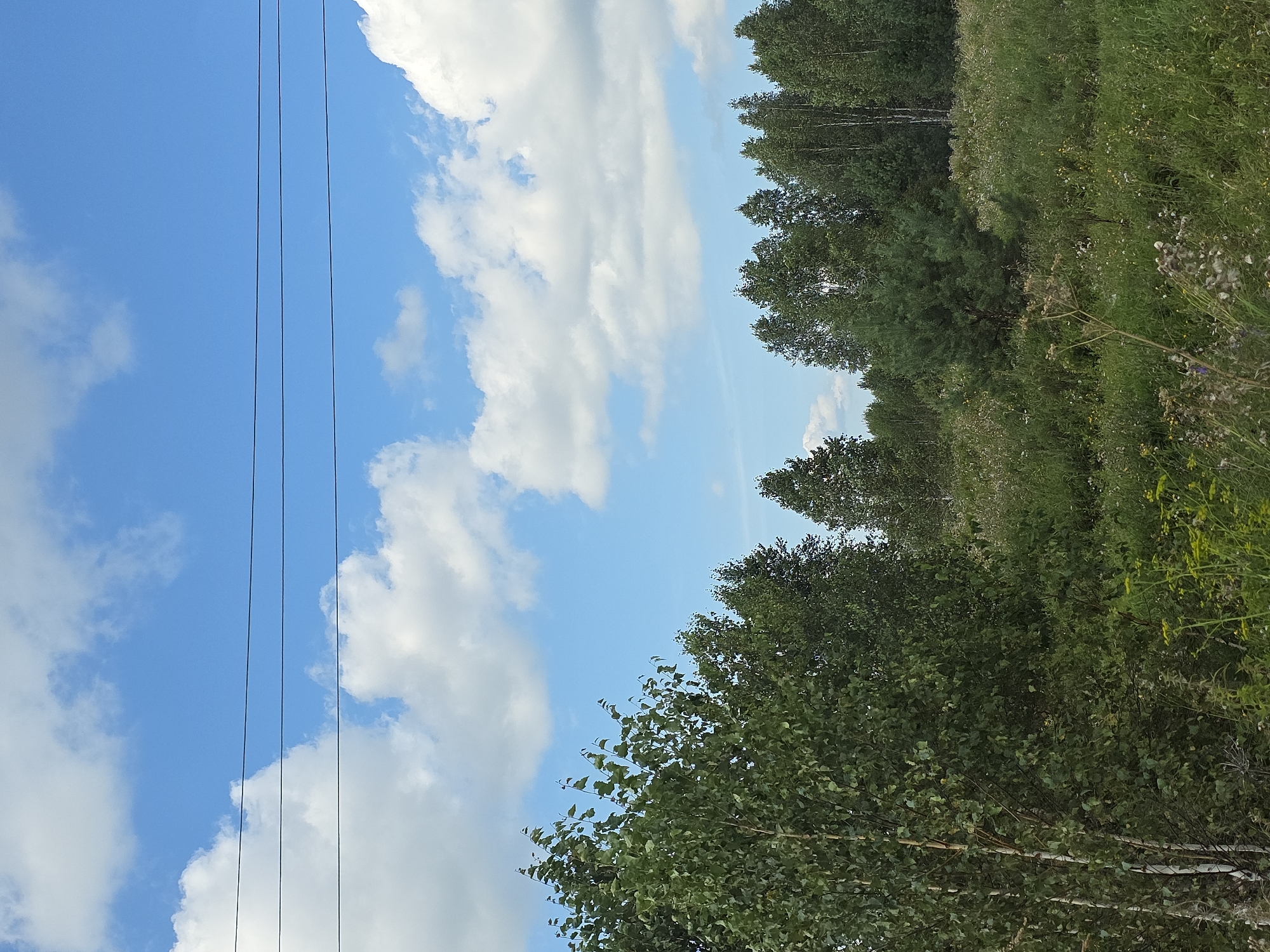 The image depicts a natural landscape with a clear blue sky filled with white, fluffy clouds. In the foreground, to the left, is a cluster of birch trees with distinctive white bark and green foliage. To the right, a dense forest of mixed deciduous and coniferous trees forms a backdrop. The ground is covered in lush green grass and wildflowers, indicating a meadow or field. Three thin, dark electrical wires are suspended horizontally across the upper portion of the sky. The scene appears to be a rural or natural area outside of a populated center. There are no people or animals visible in the image. The location of Yaltyrova, Russia, is a small village in the Nizhny Novgorod Oblast.