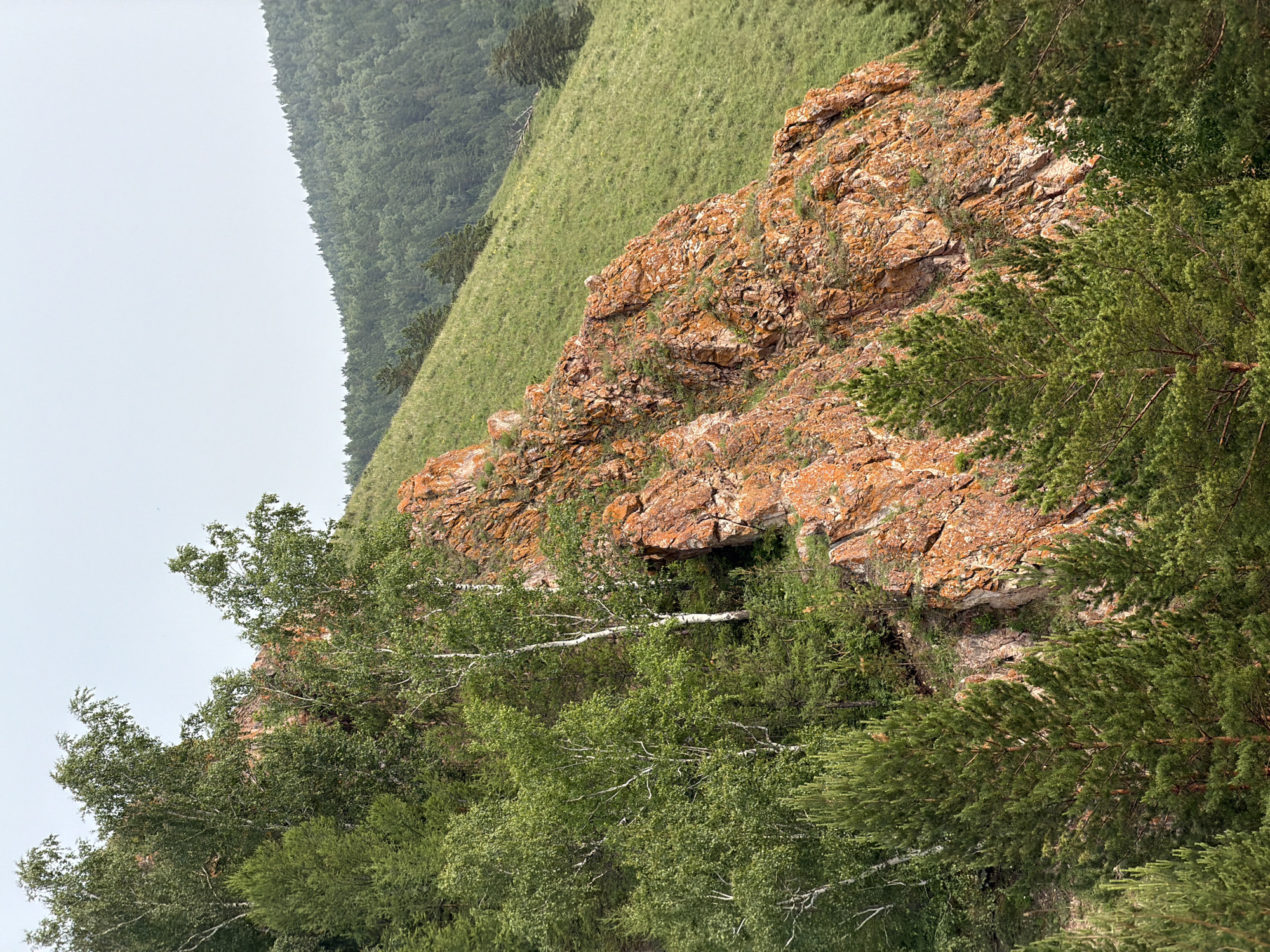 The image depicts a natural landscape scene in Krasnoyarsk, Russia, characterized by a rocky cliff face covered in orange lichen, sloping grassy hills, and dense green coniferous trees. The perspective is from above, looking down a steep incline. The sky is overcast and hazy, suggesting a cloudy day, possibly in the late morning or early afternoon. The rough texture of the rocky outcrop contrasts with the soft, undulating expanse of the grassy slope behind it, which is dotted with small yellow wildflowers. A cluster of birch trees with white bark and lush green foliage grows along the edge of the cliff, their branches reaching out towards the foreground. The evergreen trees, some of which are in the foreground and some further back on the slope, create a rich texture of dark green. The overall mood is one of natural beauty and rugged wilderness. There is no visible text in the image.