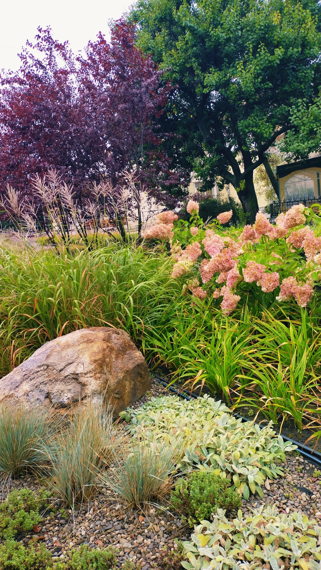This is a photograph of a meticulously landscaped garden featuring a variety of plants and a large boulder. In the background, a large deciduous tree with vibrant green leaves stands next to a tree with deep burgundy foliage. Various grasses with feathery plumes and dense green foliage are interspersed throughout the midground. A cluster of light pink hydrangeas blooms prominently on the right side of the frame. In the foreground, a substantial, rough-textured brown boulder rests on a bed of small, smooth pebbles. Several tufts of ornamental grass with fine, bluish-green blades are planted around the boulder, along with low-growing plants with soft, silvery-green leaves. The overall scene suggests a well-maintained urban garden, possibly in a residential or public space within the city of Horishni Plavni, Ukraine. There are no people or animals visible in the image, and no specific actions or interactions are depicted. The lighting suggests an overcast day.