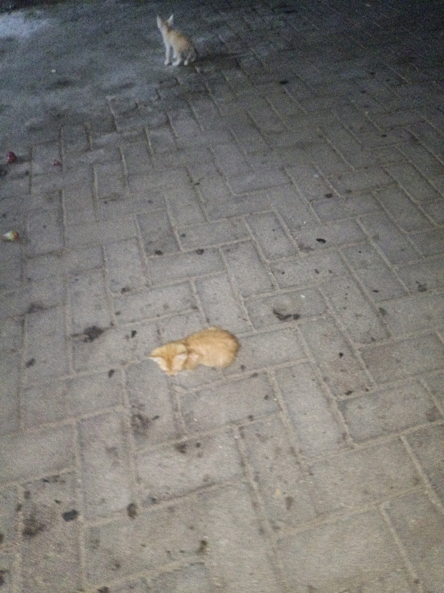 In Cikal, Indonesia, two ginger-colored cats are visible on a paved surface made of rectangular blocks. One cat, appearing as a kitten, is standing in the upper portion of the image. The second cat is curled up and resting on the paving stones in the lower middle section of the image. The ground is somewhat dirty, with some debris present, suggesting an outdoor urban environment. The lighting appears to be dim, possibly indicating it is nighttime or a poorly lit area.