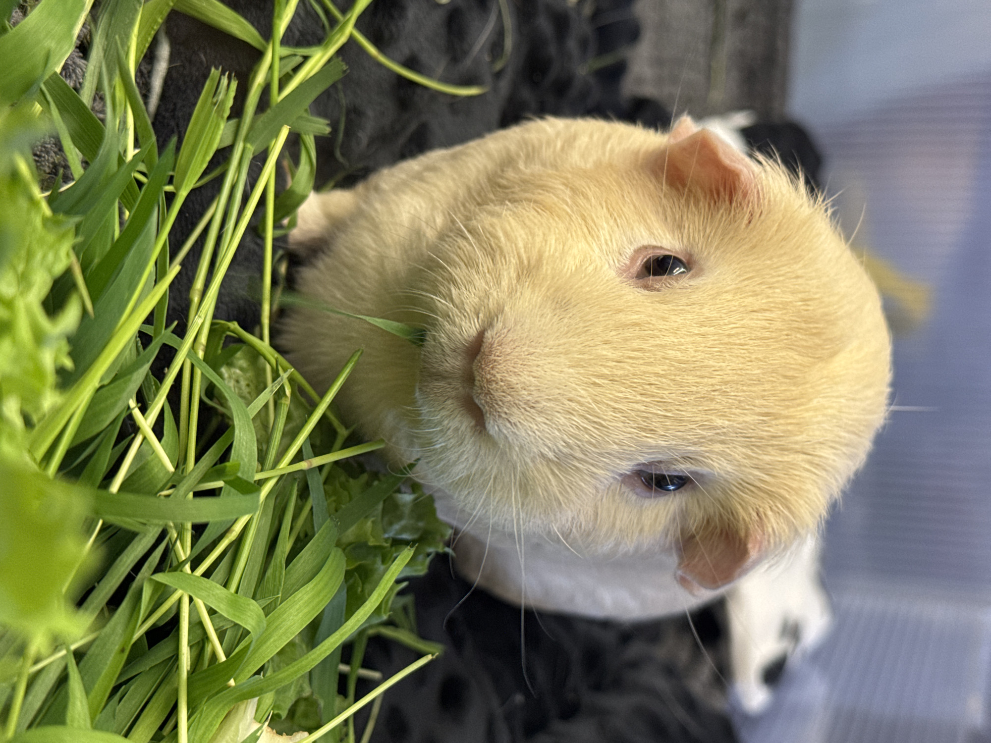 A close-up, eye-level shot shows a light tan guinea pig with dark eyes and pink ears. The guinea pig is facing the camera and is actively eating green grass and leaves. Its whiskers are visible around its mouth, and some grass is stuck to its snout. The background is blurred, with a dark textured surface behind the guinea pig and lighter elements, possibly a cage or enclosure, further in the distance. The lighting is bright, highlighting the guinea pig's fur and the vibrant green of the food.