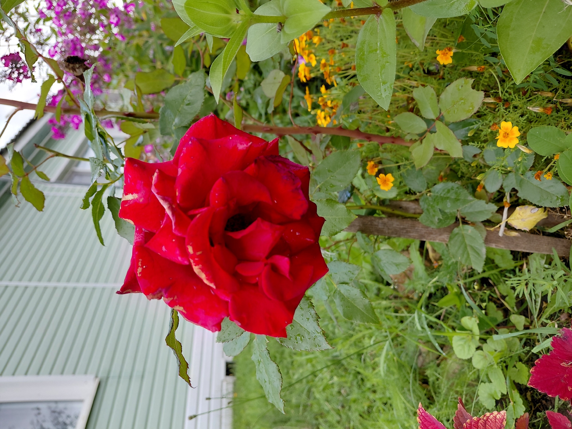 A close-up, eye-level shot captures a vibrant red rose in bloom, its petals slightly curled and bearing water droplets, suggesting recent rain. The rose is positioned to the left of center, dominating the foreground with its rich color. Behind the rose, the background offers a glimpse of a suburban garden setting. A light green, horizontal-paneled house is visible on the left side of the image, with a white-trimmed window. To the right of the house, a dense patch of small, purple flowers creates a blurred backdrop. The ground is covered in lush green grass, with scattered yellow wildflowers and other smaller green plants. A thin, brown wooden stake supports the rose bush. The overall impression is that of a natural, outdoor environment, possibly a backyard garden in Malinovka, Russia.