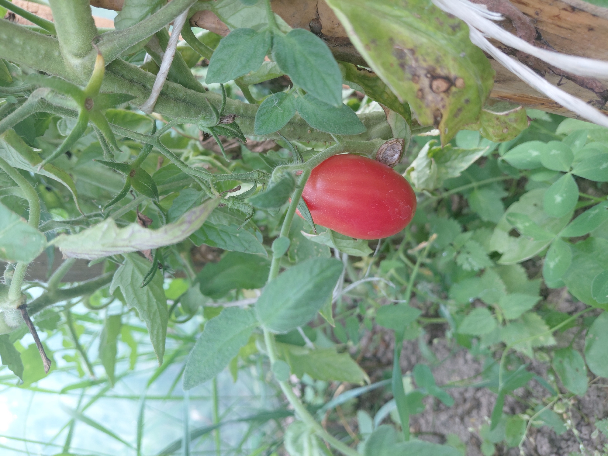 A single, ripe, red tomato hangs from a vine, surrounded by green leaves and stems. The tomato is oblong in shape and appears to be the main subject of the image. The background consists of more foliage, soil, and possibly a greenhouse structure indicated by a blurry, light-colored background. The scene is outdoors, likely in a garden or agricultural setting. There are no people or animals visible in the image. The image is a close-up shot of the tomato plant.