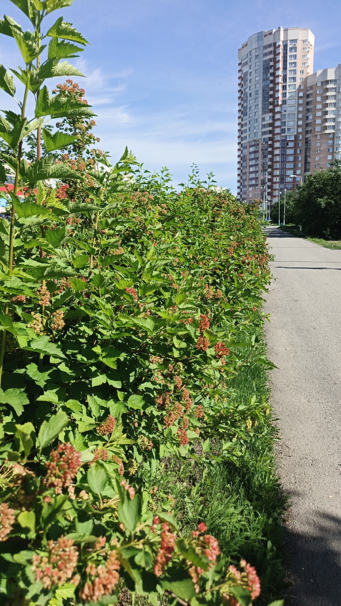 An outdoor, eye-level, vertical shot captures a pedestrian pathway bordered by lush green bushes with clusters of small red flowers. The pathway is paved with asphalt and runs towards a background dominated by a tall, multi-story residential building with a light-colored facade and numerous windows. The sky is blue with scattered wispy clouds. The scene suggests a sunny day in an urban environment, possibly a residential area in Yekaterinburg, Russia, given the architectural style of the building. There are no people visible in the frame.