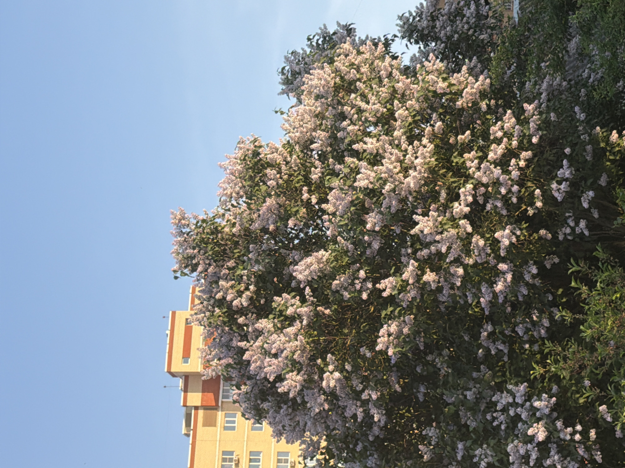 The image depicts a vibrant lilac bush in full bloom, its light purple flowers clustered densely amidst the green foliage. The bush is positioned in front of a multi-story building with a light yellow facade and red or orange vertical stripes. The building's windows are rectangular and of a uniform size. Above the bush and building, a clear blue sky is visible. The image appears to be taken during daylight hours, with the lighting highlighting the flowers and architectural details. The location is presumed to be urban, given the presence of the building.