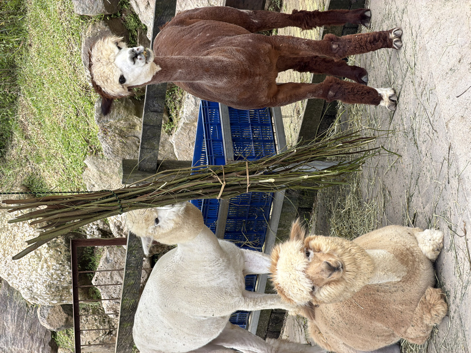 Three sheared alpacas reside outdoors. One brown alpaca stands near a blue crate and some sticks. Adjacent to it, a beige alpaca sits on the ground, facing forward. Beside it is a white alpaca. The background includes rocks, grass, and a wooden fence.